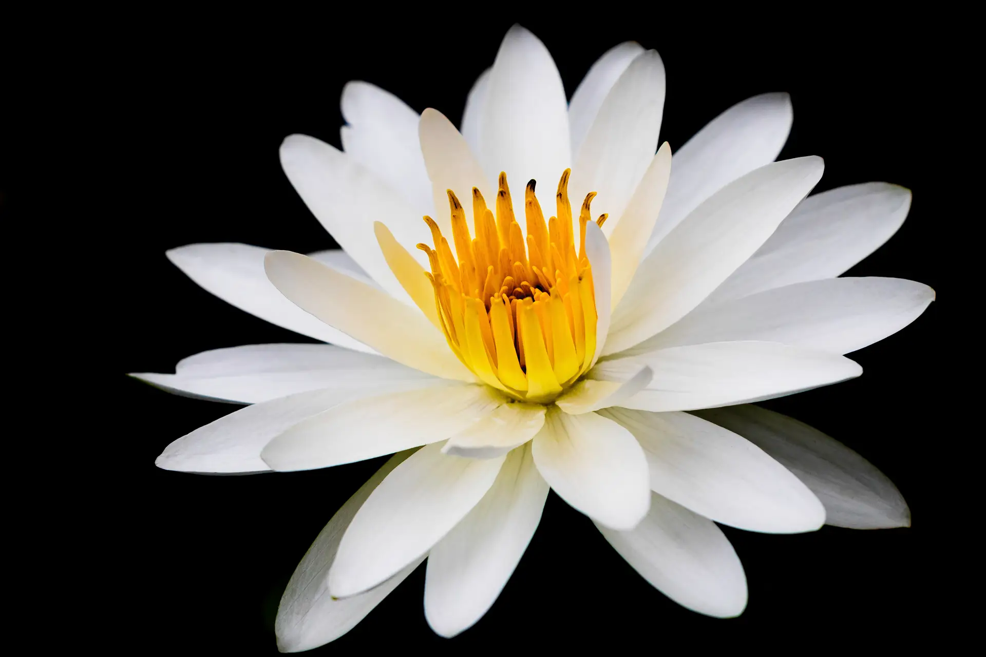 Close-up of a white water lily with a yellow center against a black background.