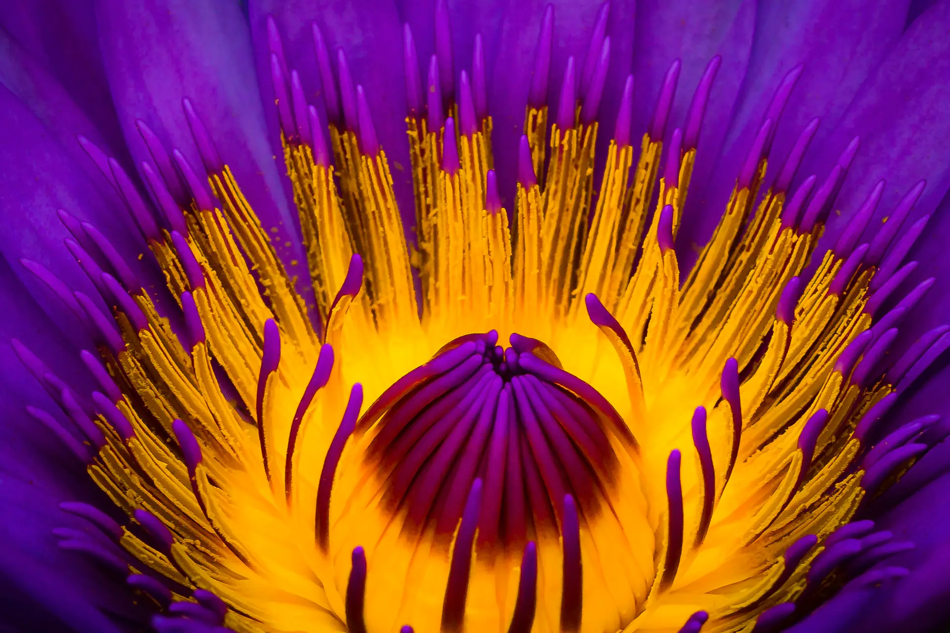 A vibrant close-up of a purple and yellow water lily flower.