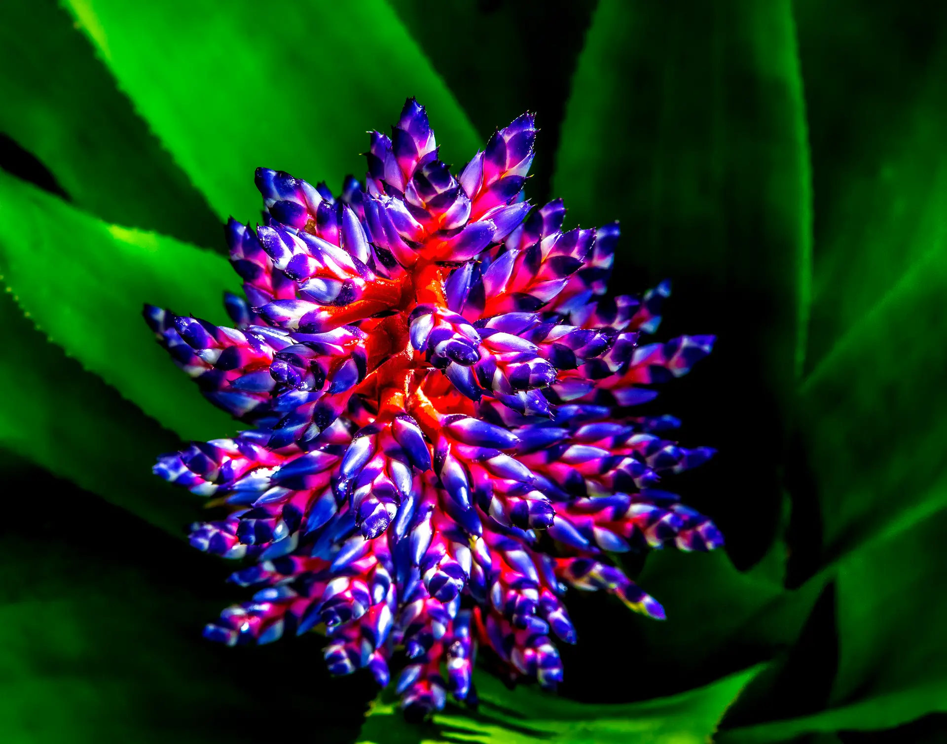 Vibrant purple and red flower blooming against lush green leaves.