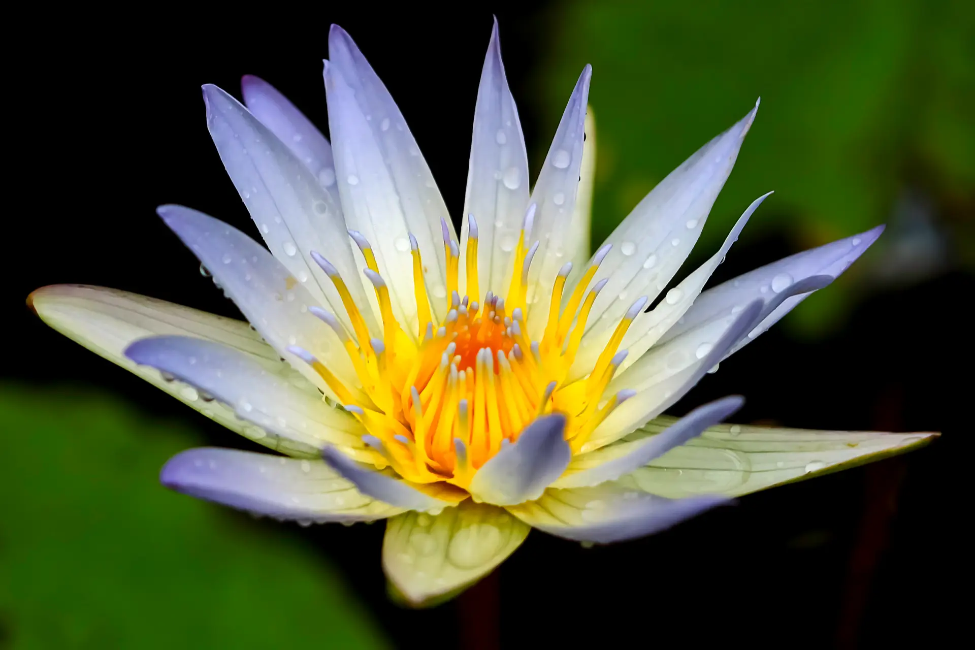 A vibrant water lily with white petals and a yellow center.