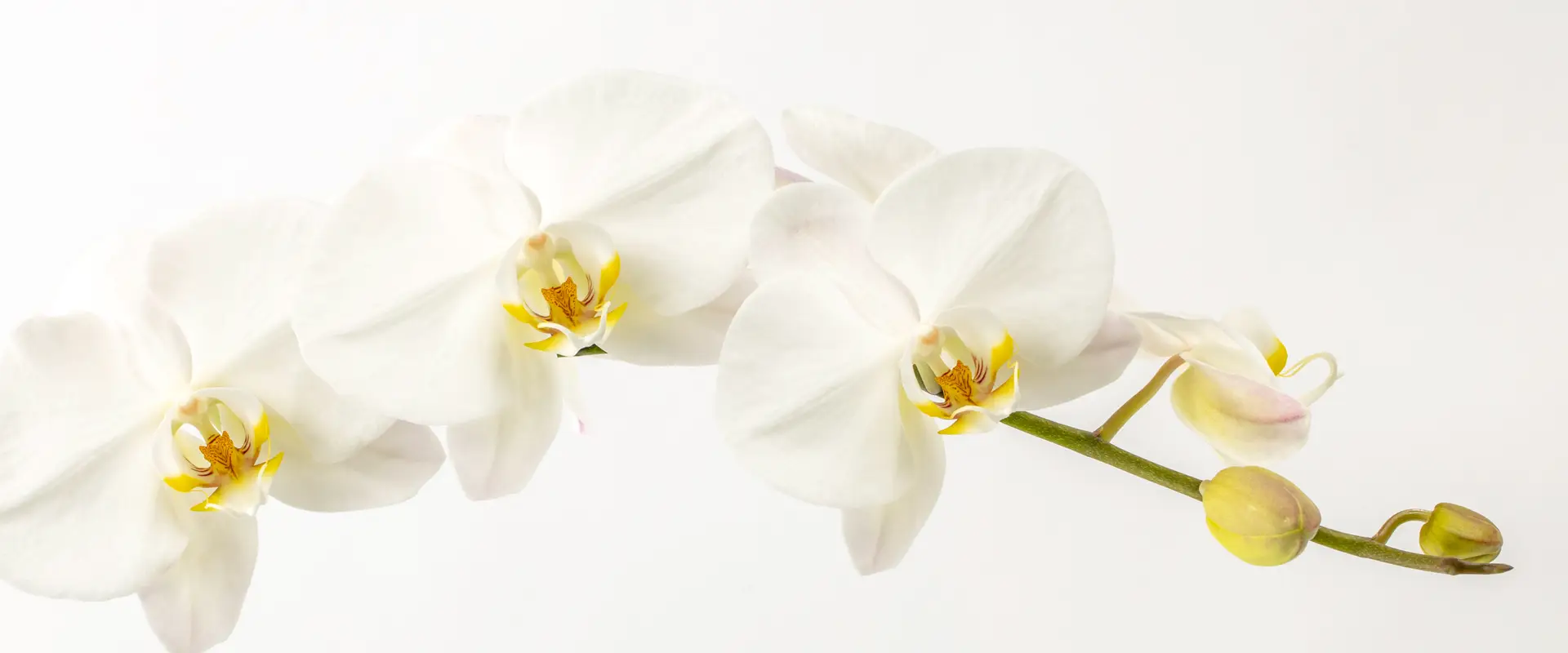 Close-up of delicate white orchids with yellow centers against a white background.
