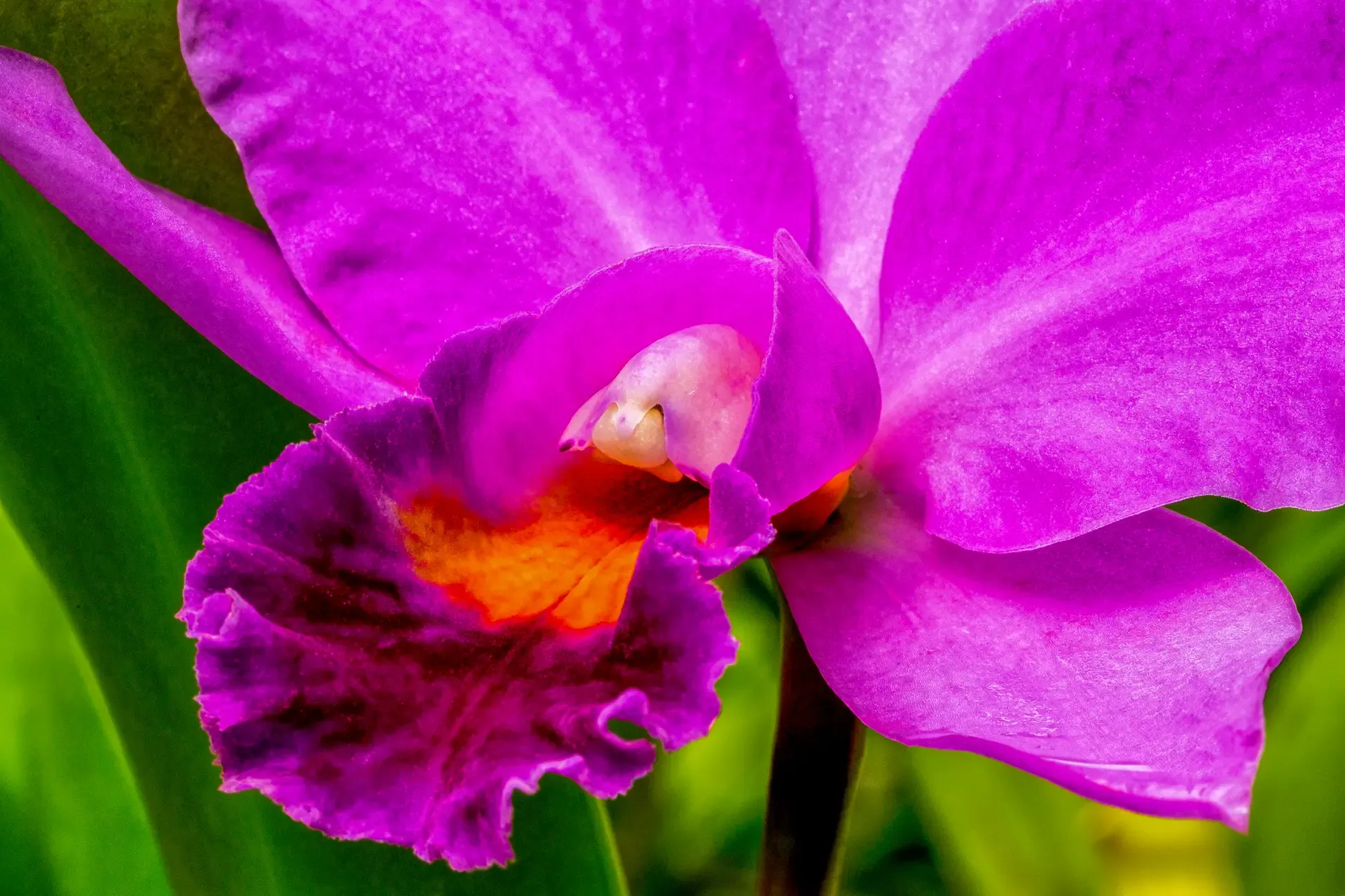 Bright purple orchid with a vibrant orange center.