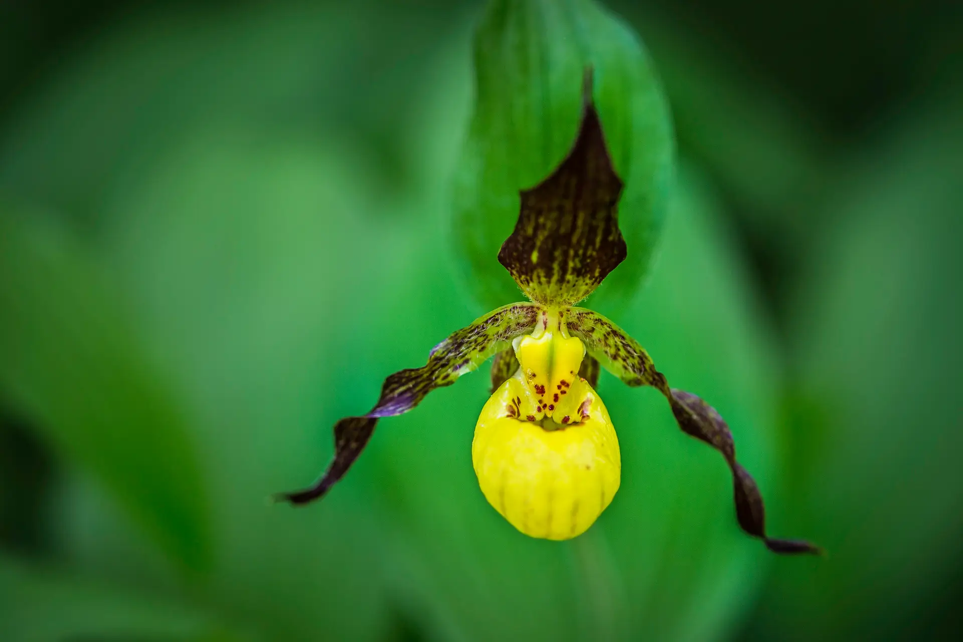 A unique yellow and brown orchid with twisted petals.