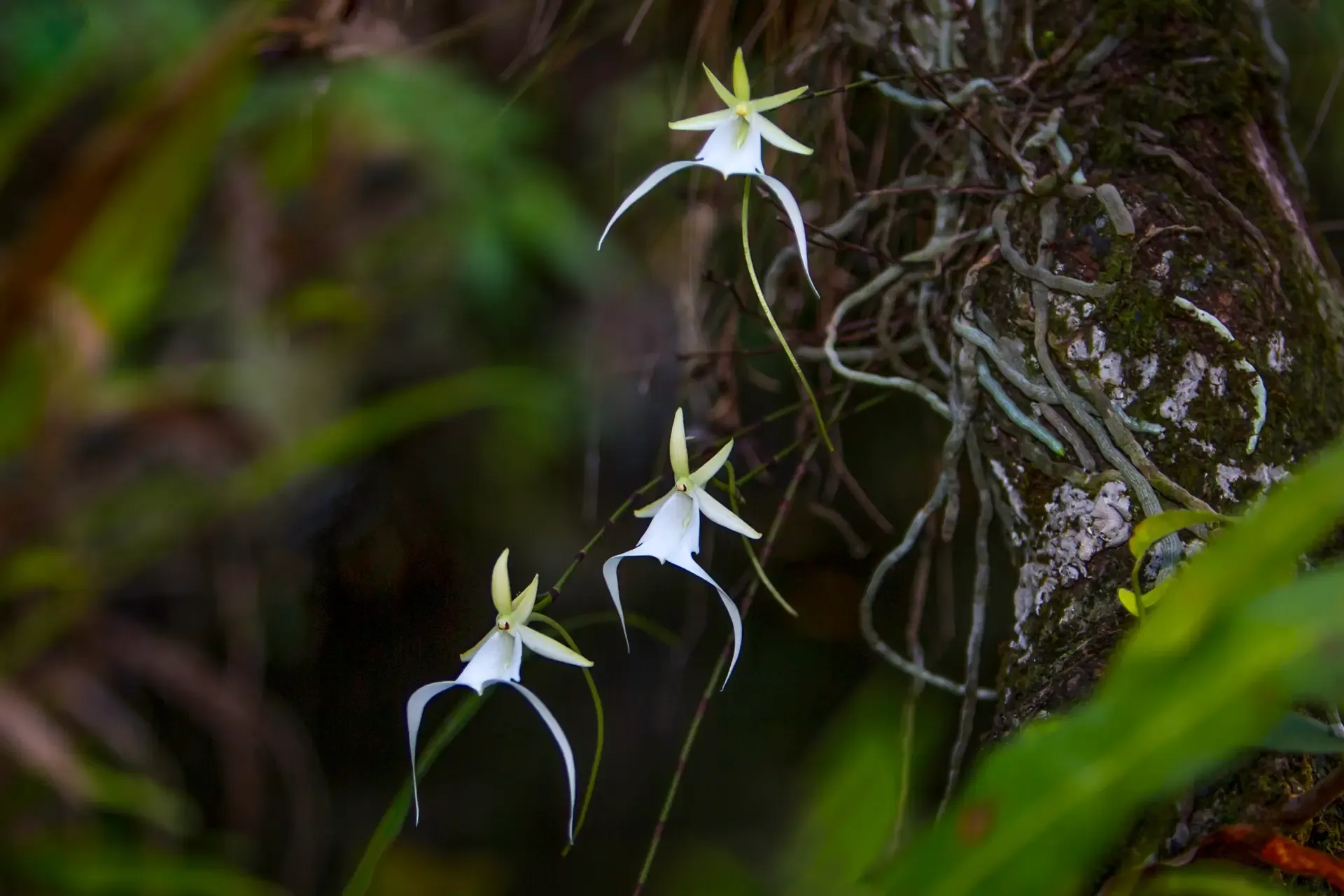 Delicate white orchids blooming on a mossy tree trunk.
