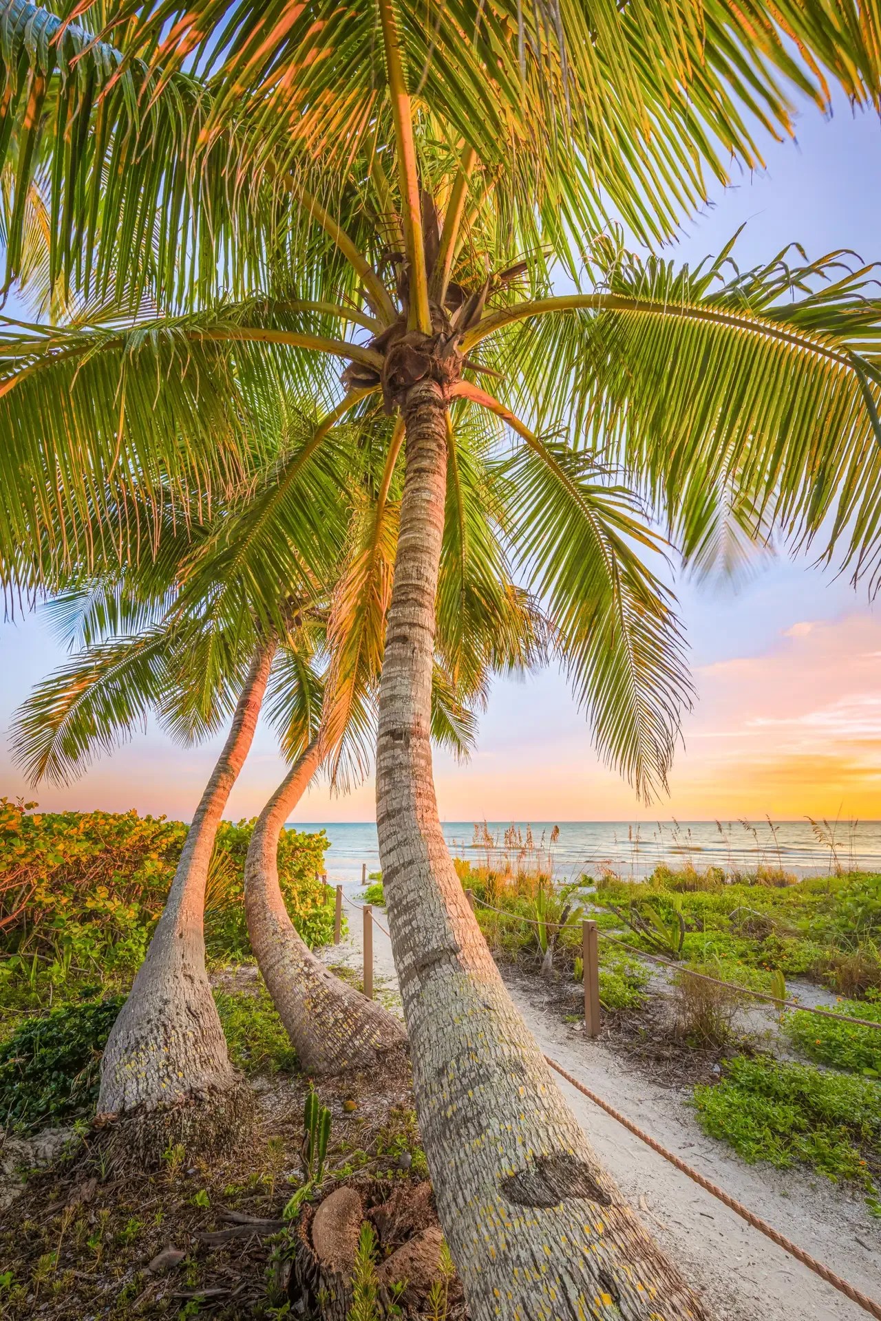 Tropical palms by the ocean sunset