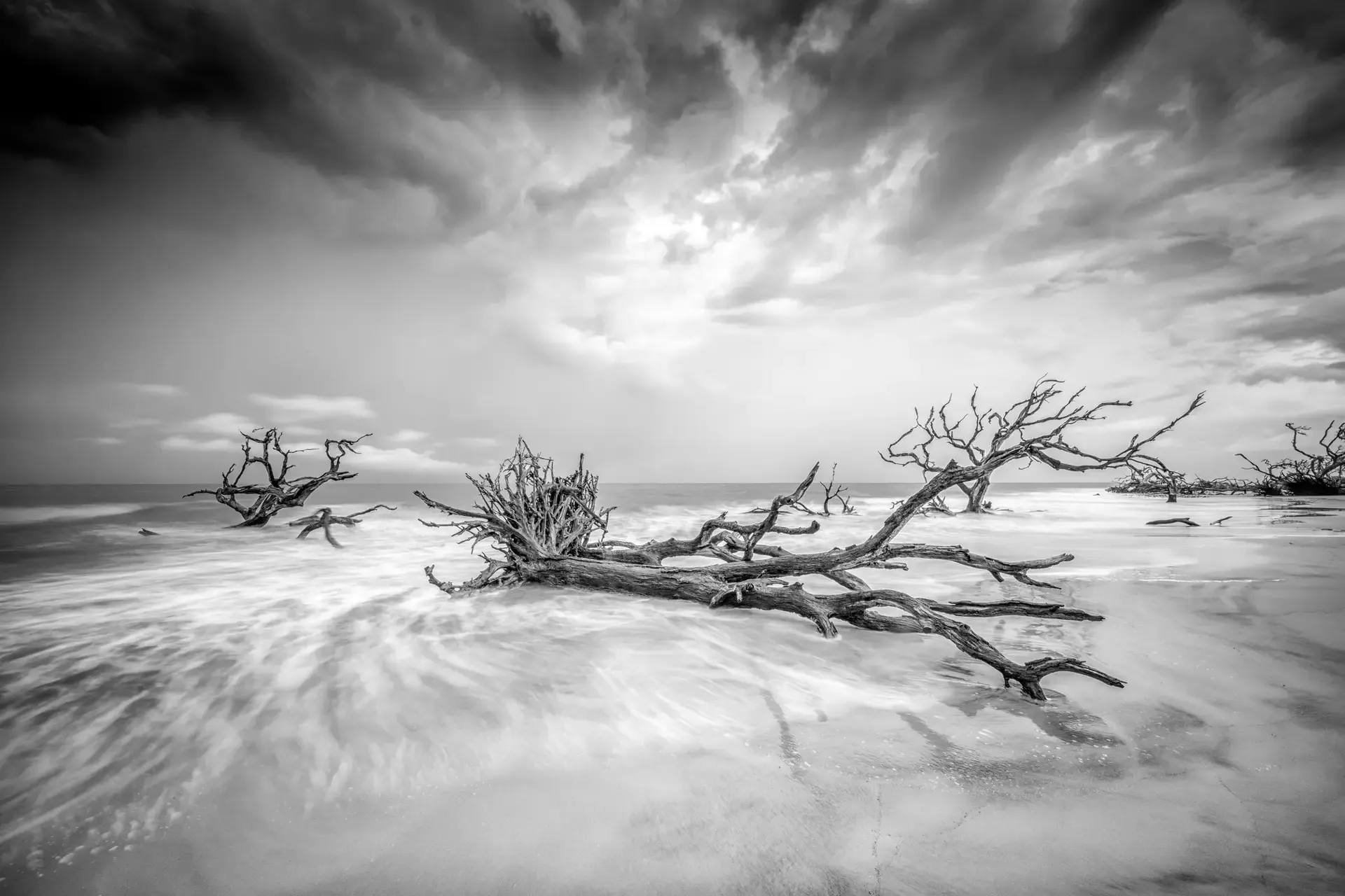 Driftwood on beach under cloudy sky