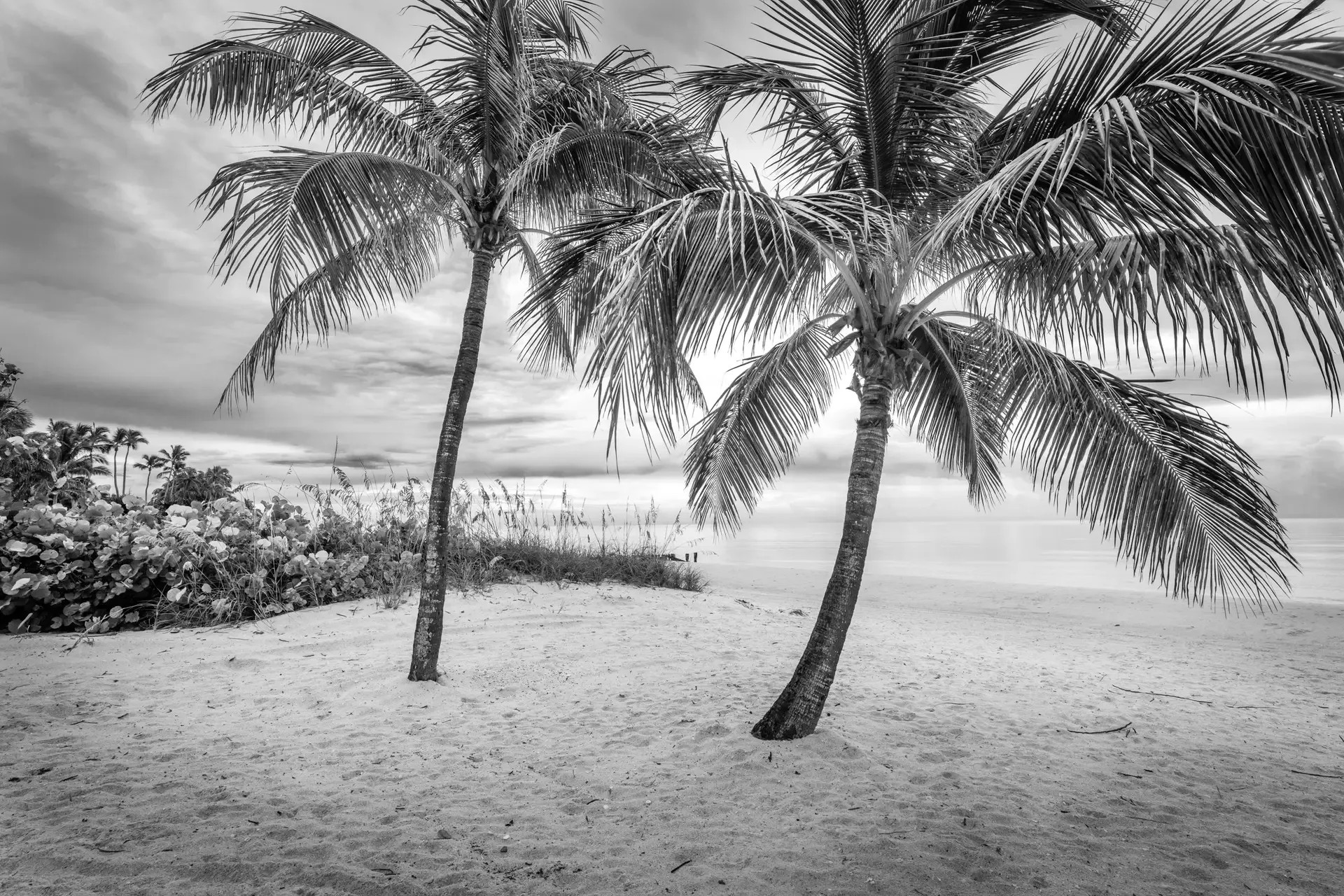 Two palm trees on sandy beach