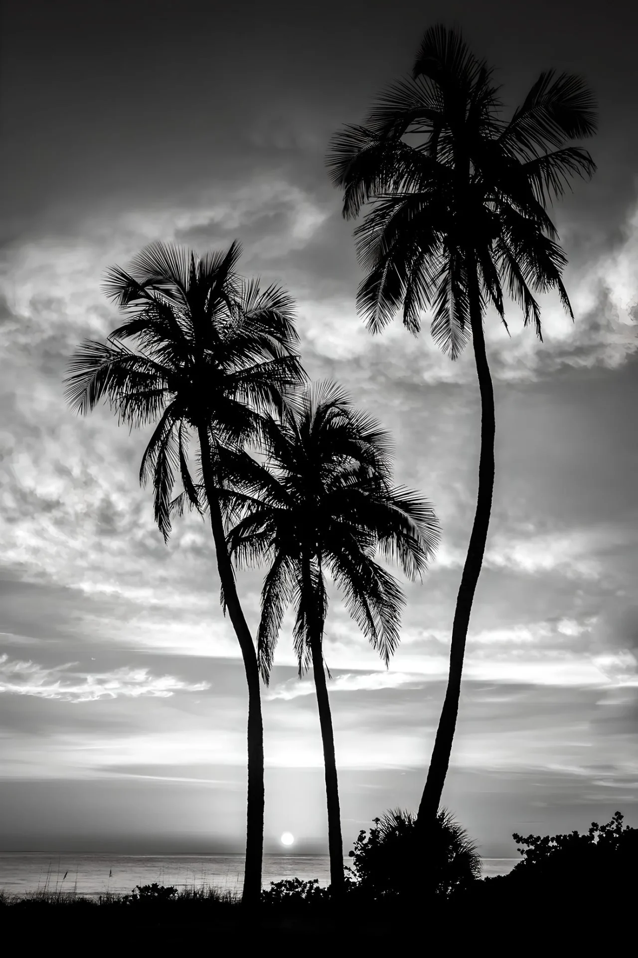 Silhouetted palms against sunset sky