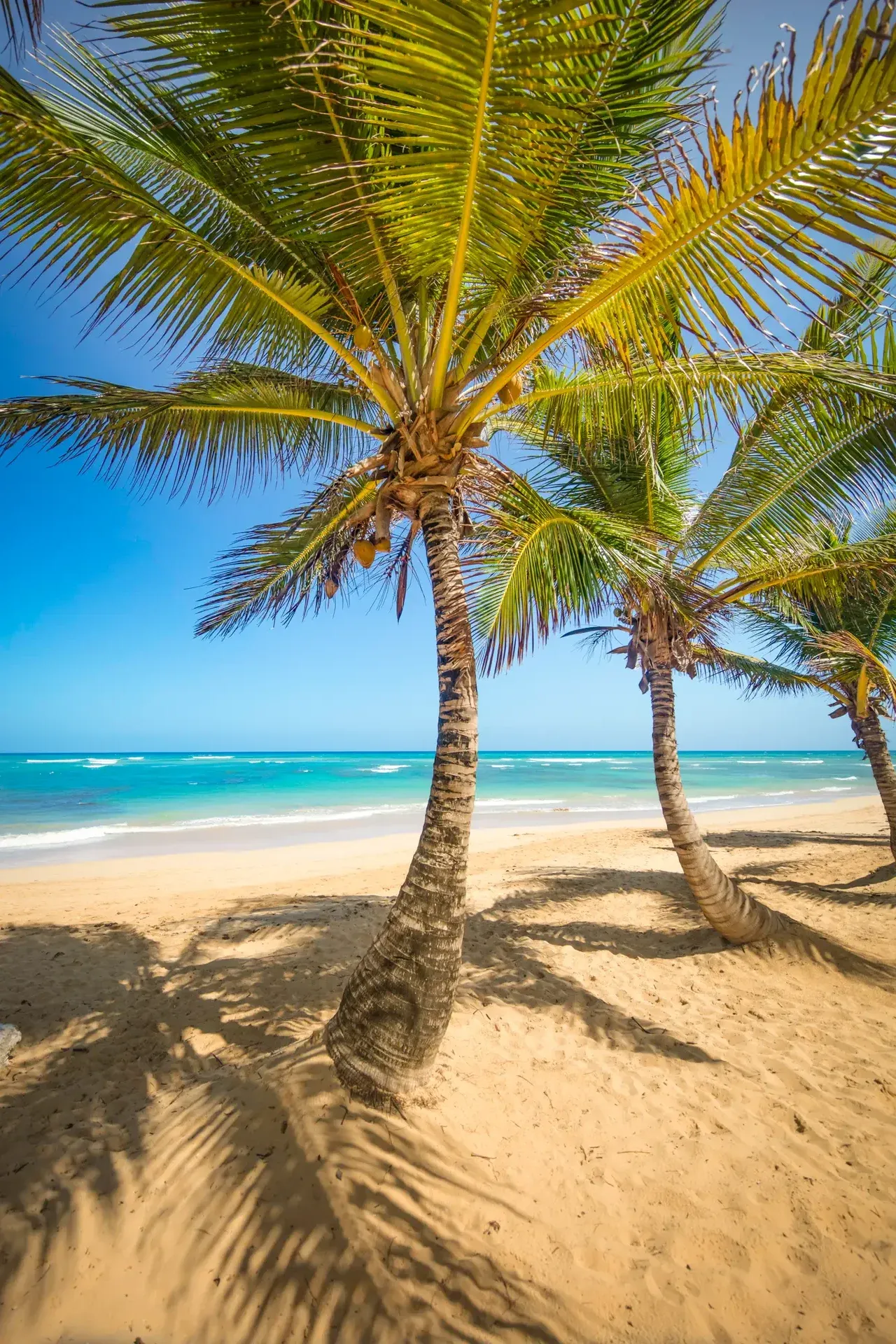 Tropical beach with swaying palm trees