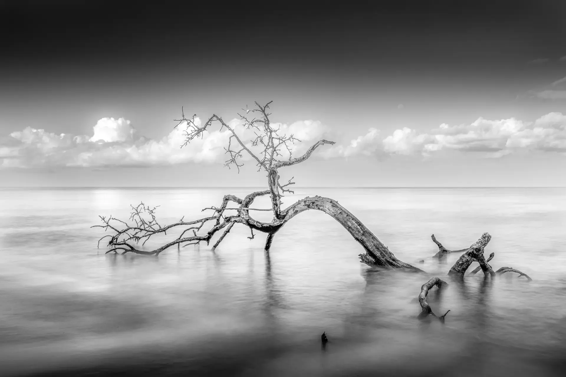Lonely tree branch in calm water