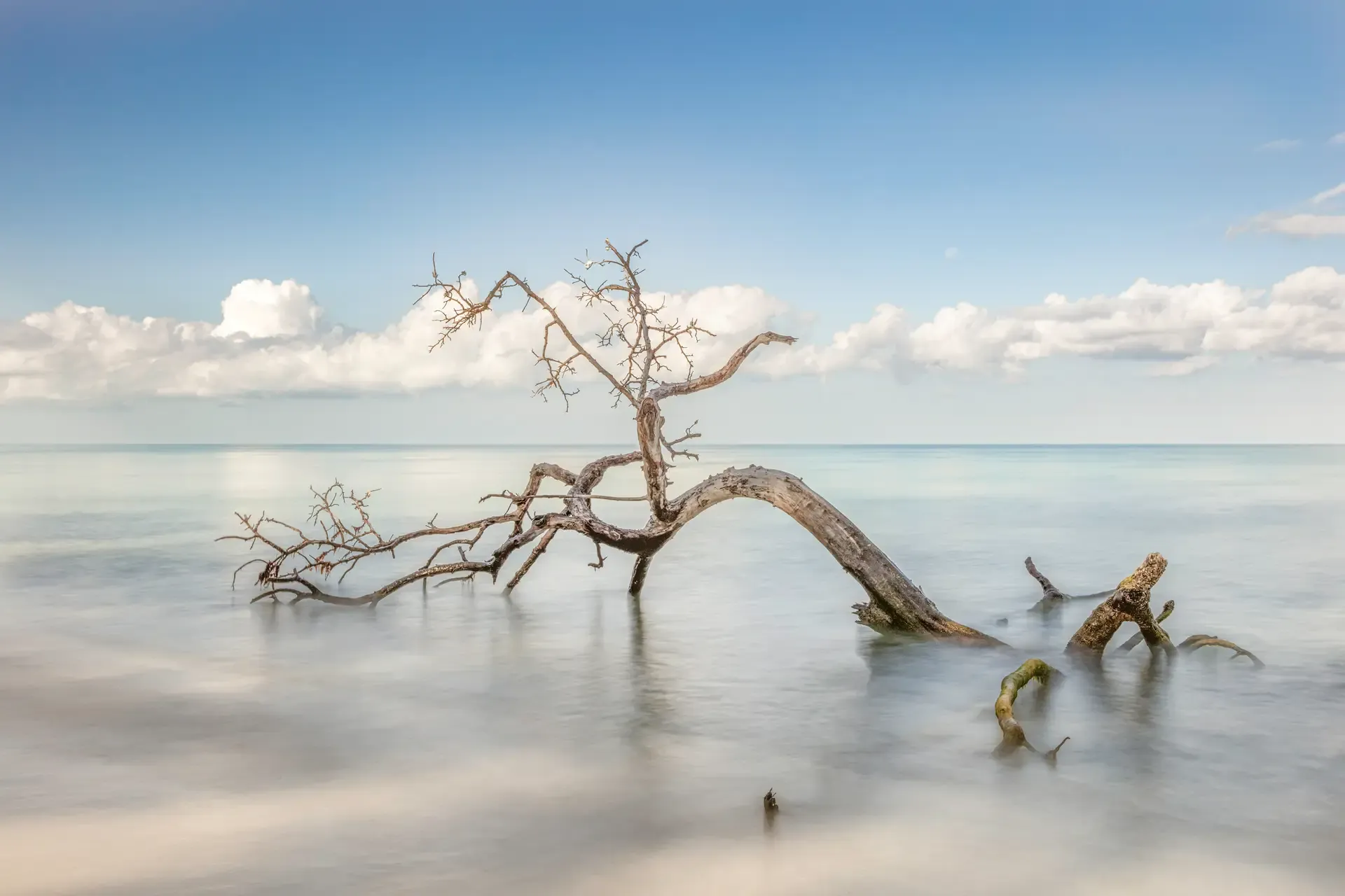 Lonely tree branch in calm water