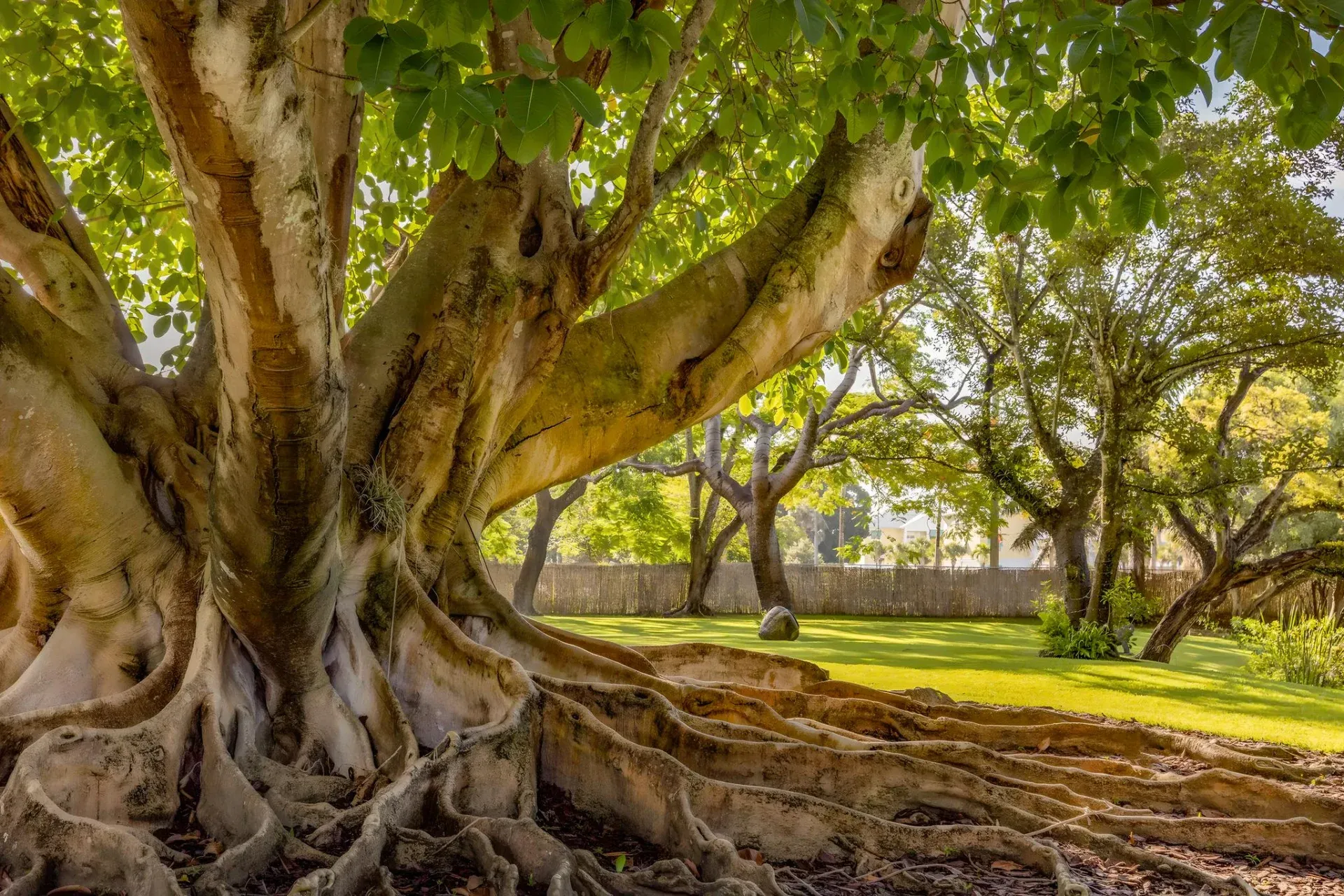 Large tree with sprawling roots