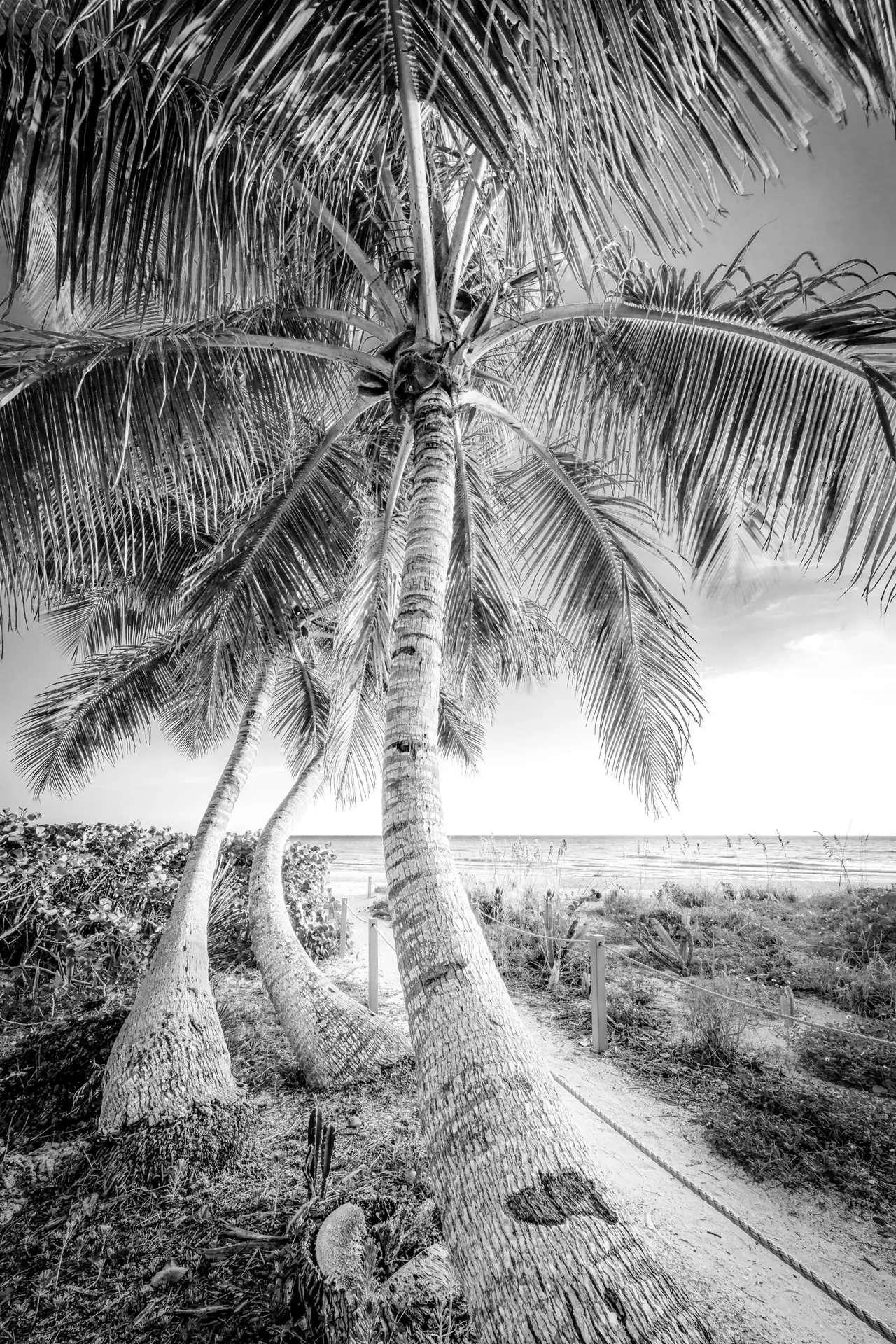 Palm trees along sandy beach path