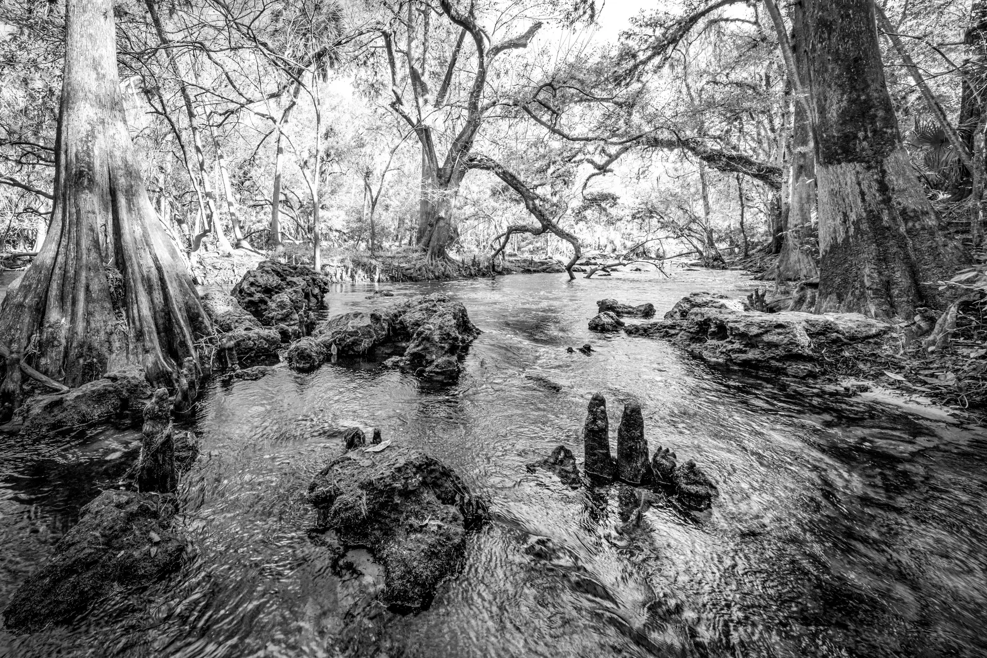 Serene river surrounded by trees