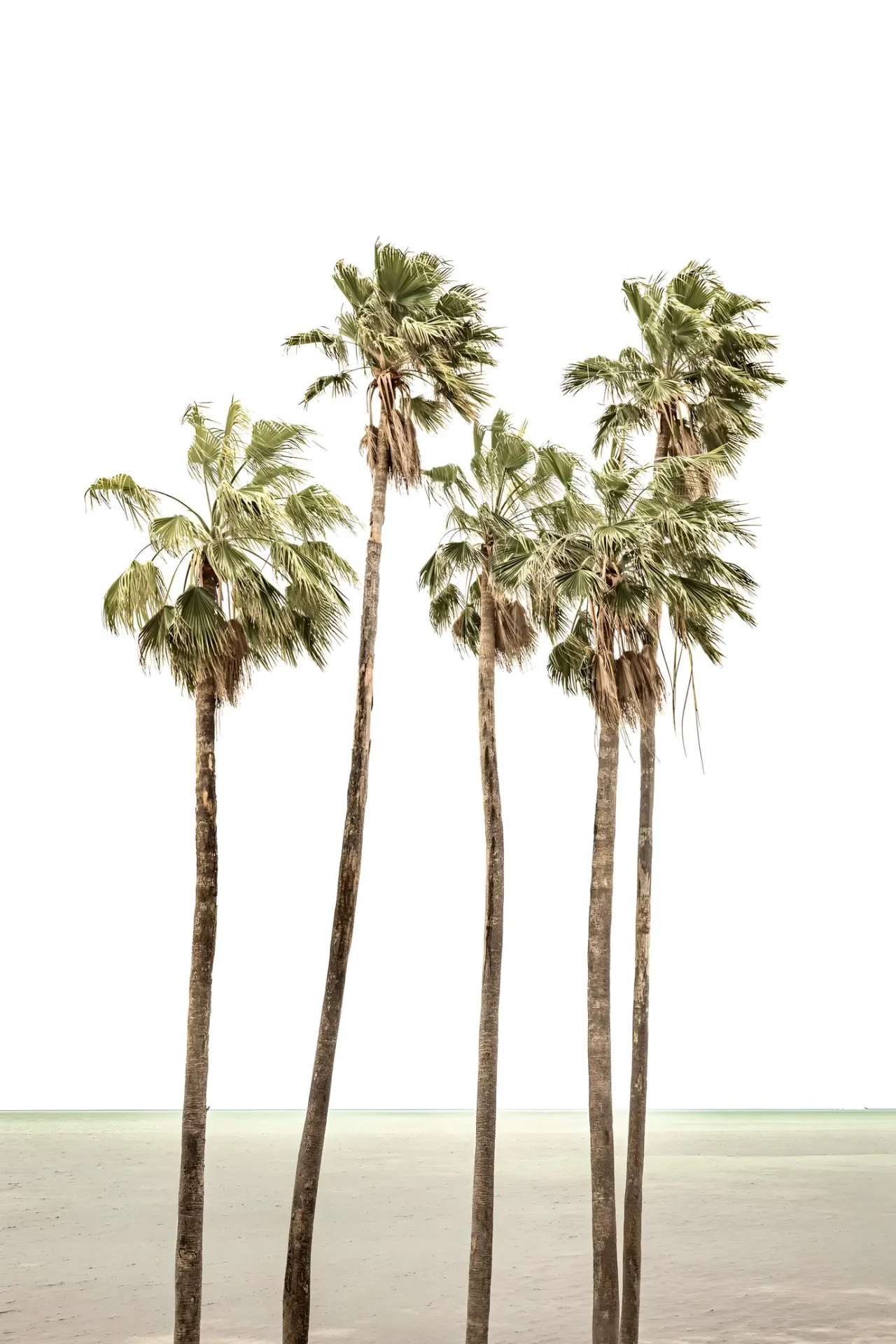 Tall palm trees by the ocean.