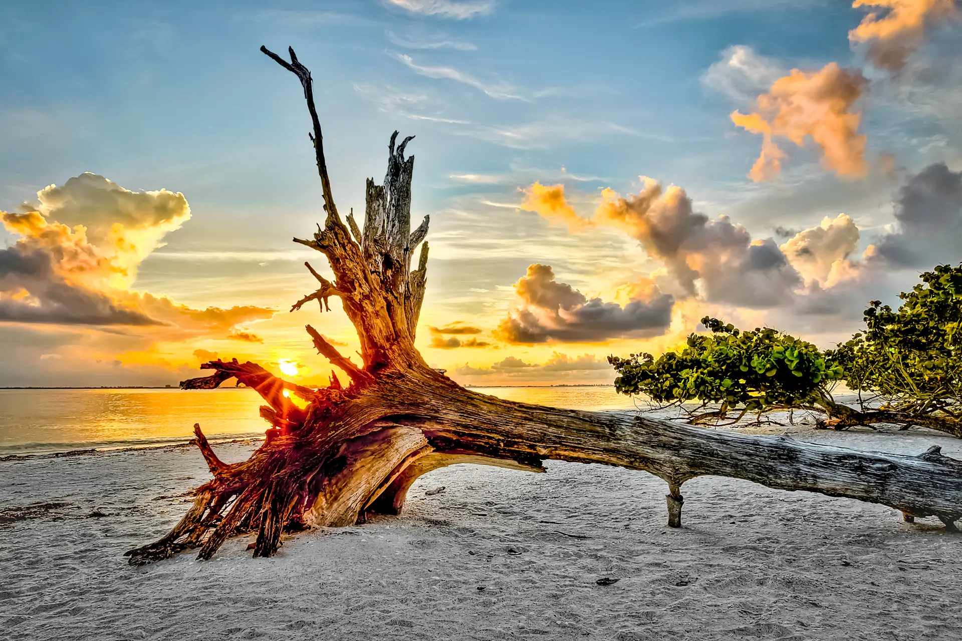 Sunrise over beach with driftwood
