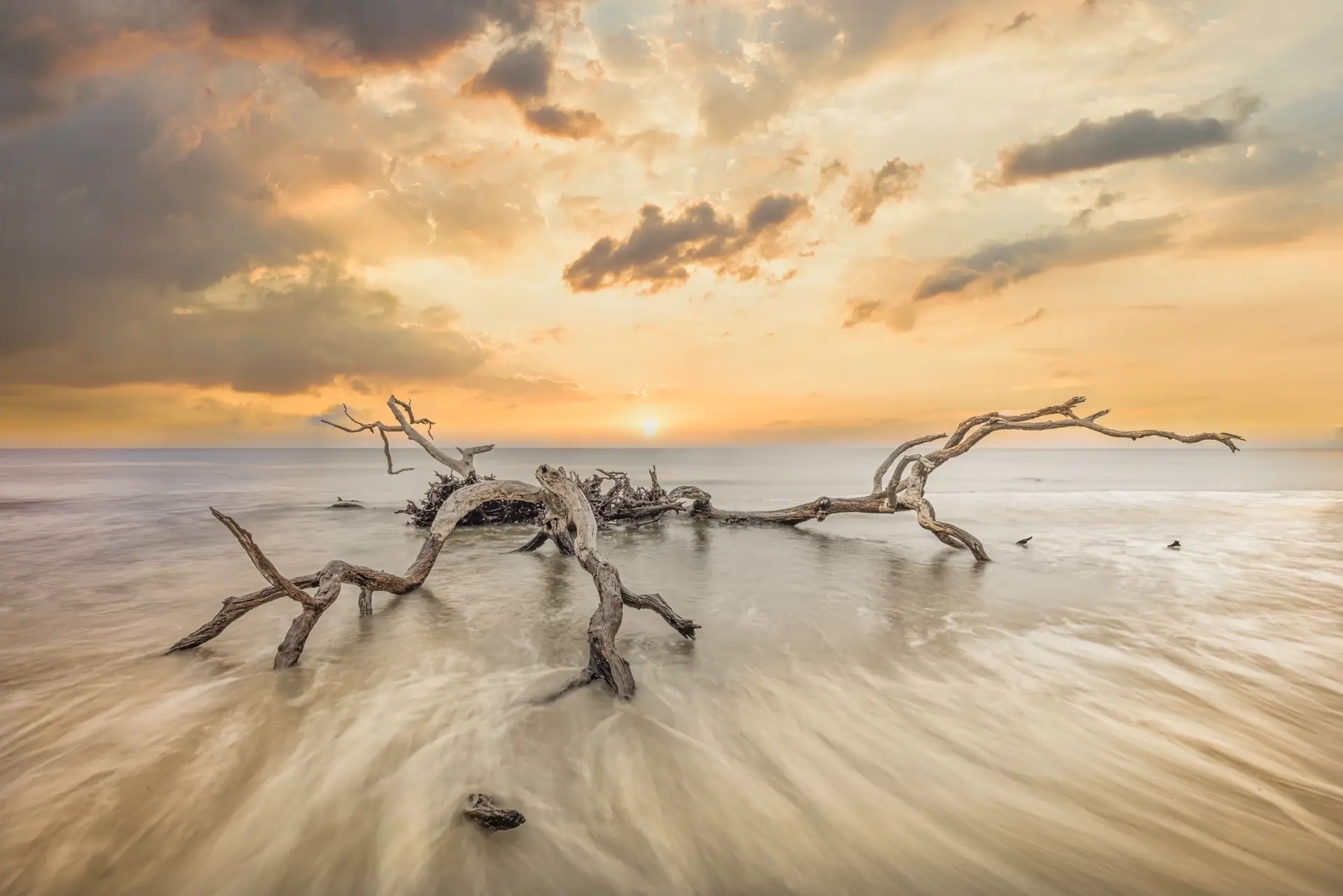 Driftwood at sunset on beach