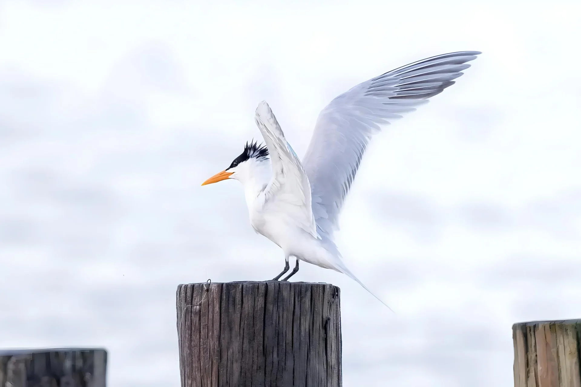 Bird perched on wooden post