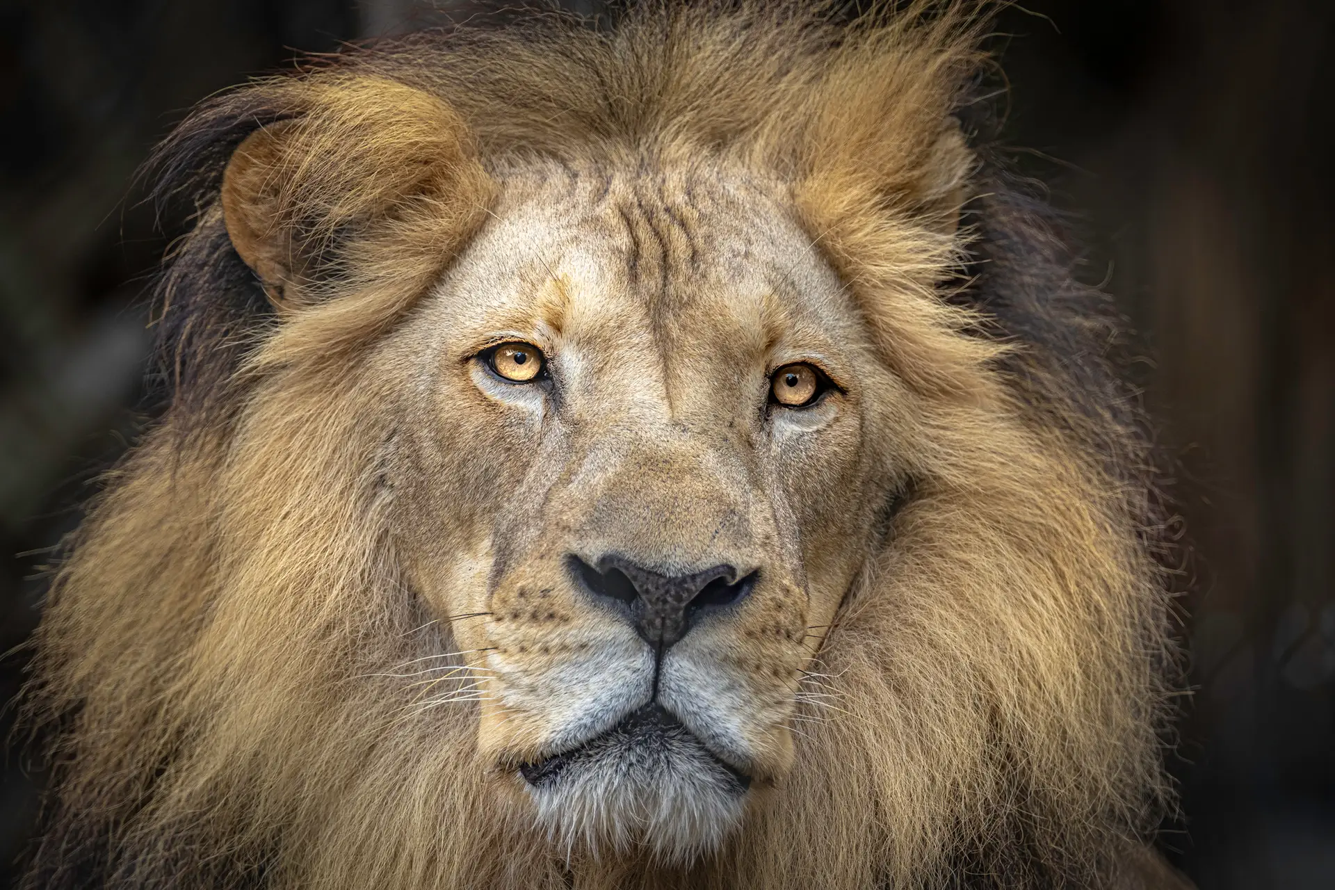 Majestic lion with a thick mane.