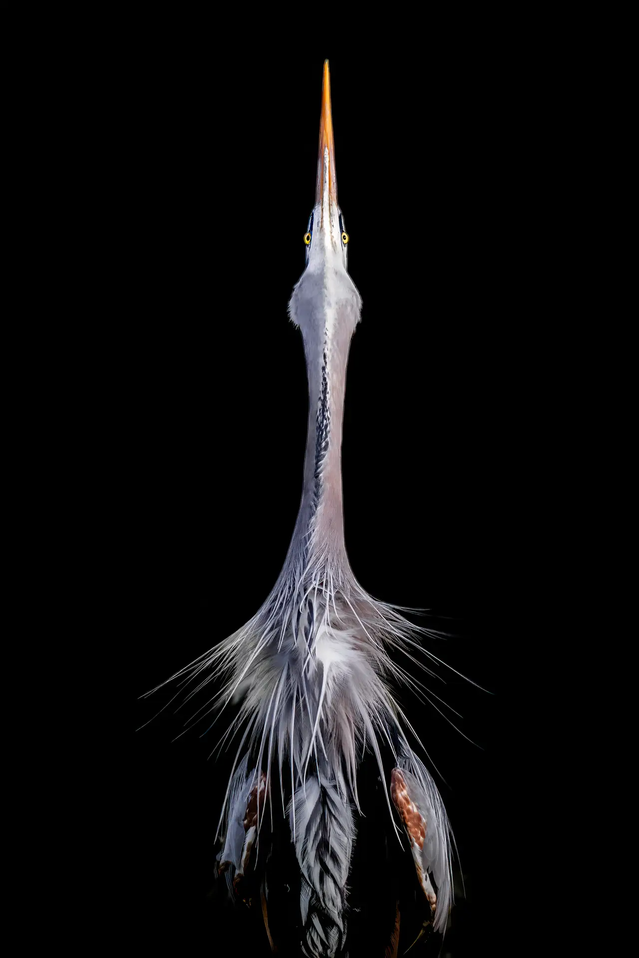 Elegant heron against black background