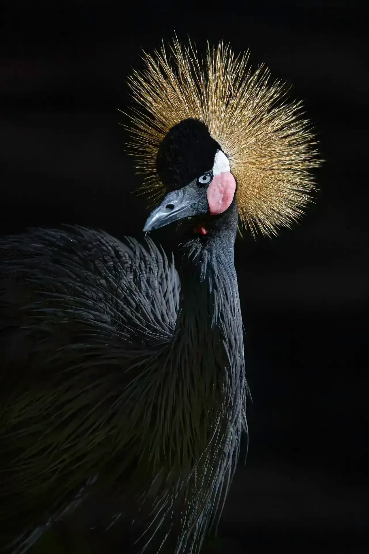 Elegant bird with striking crown feathers