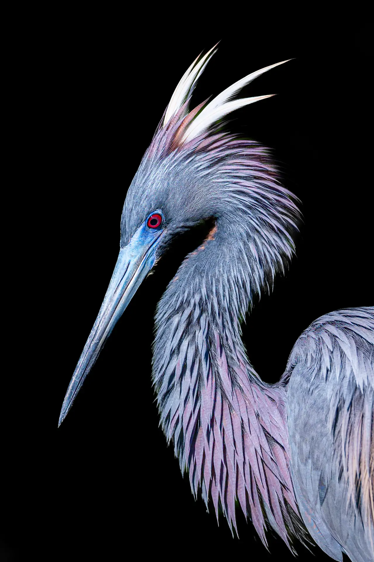 Colorful bird with striking features