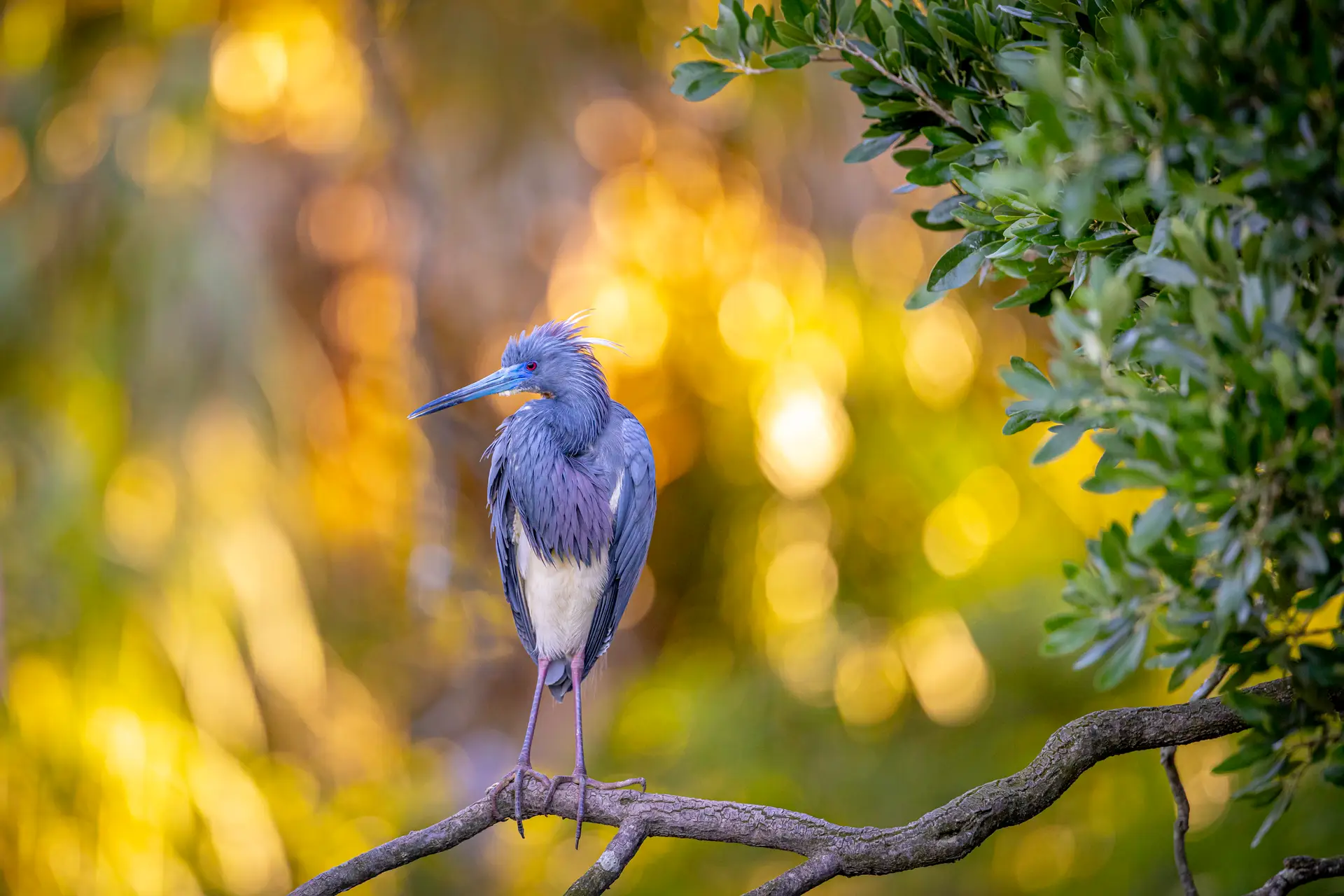 Bird perched on branch, blurred background