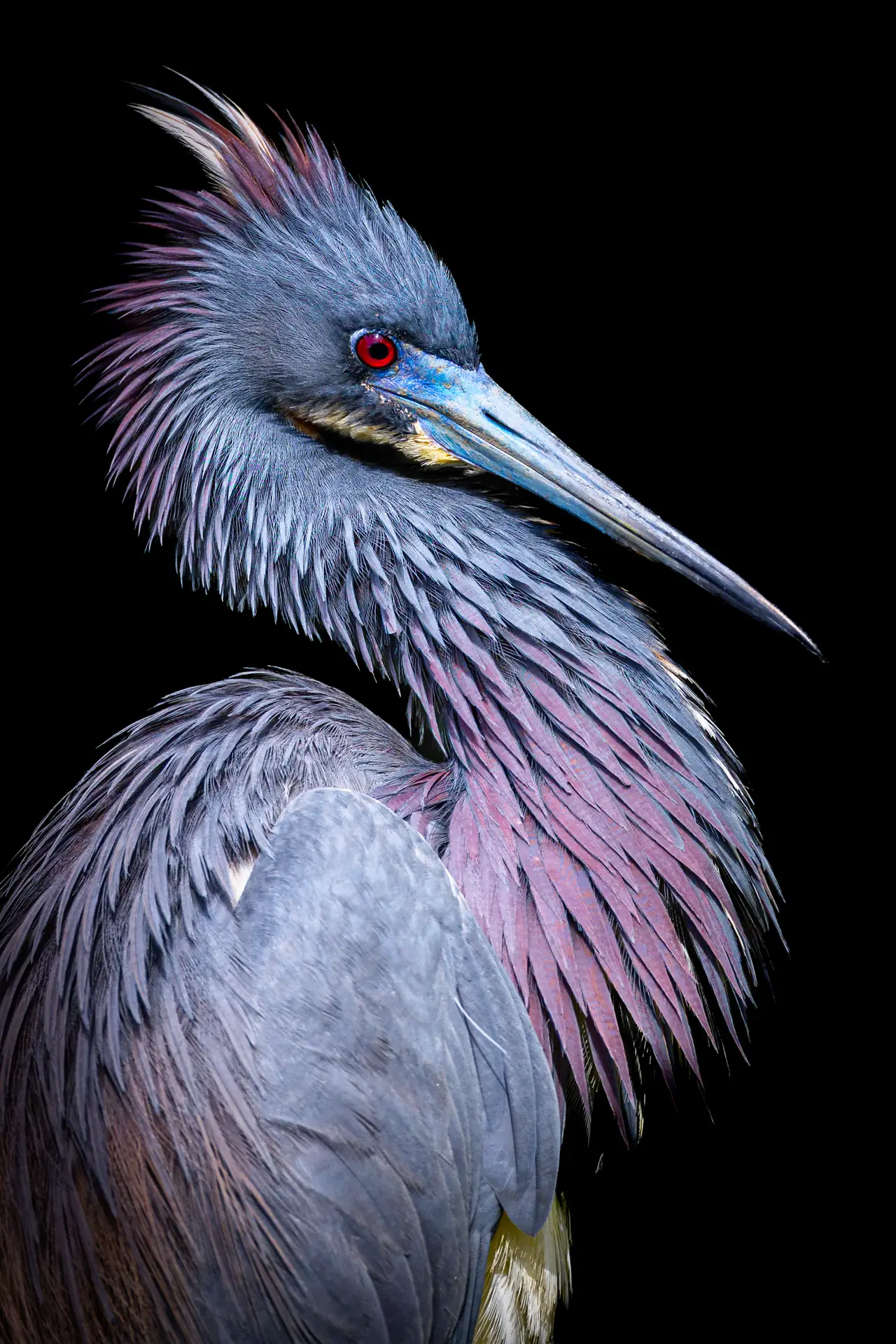 Colorful heron against black background