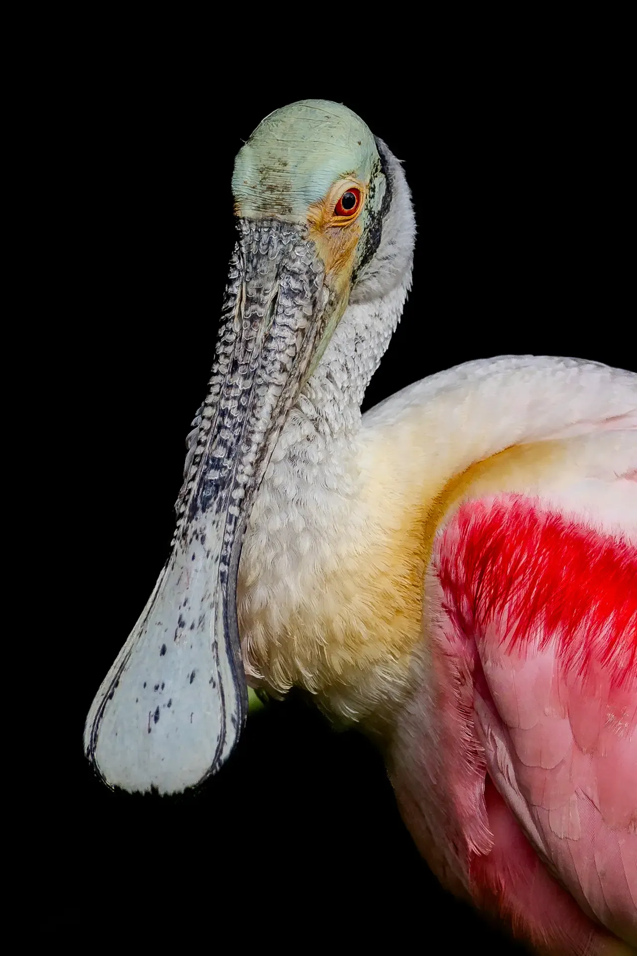 Colorful bird with striking features