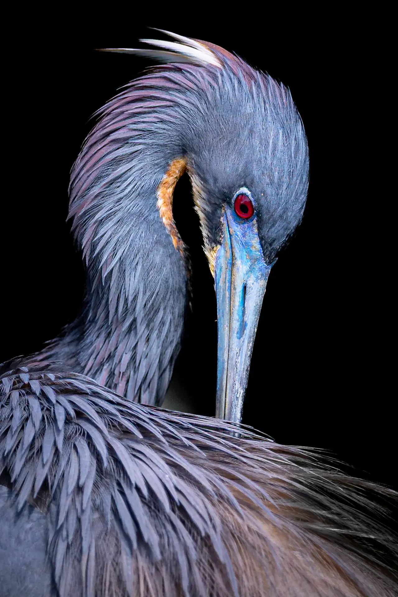 Close-up of a heron's head