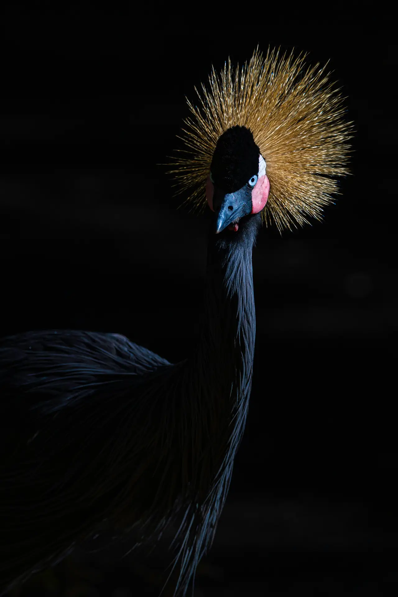 Elegant bird with striking crown