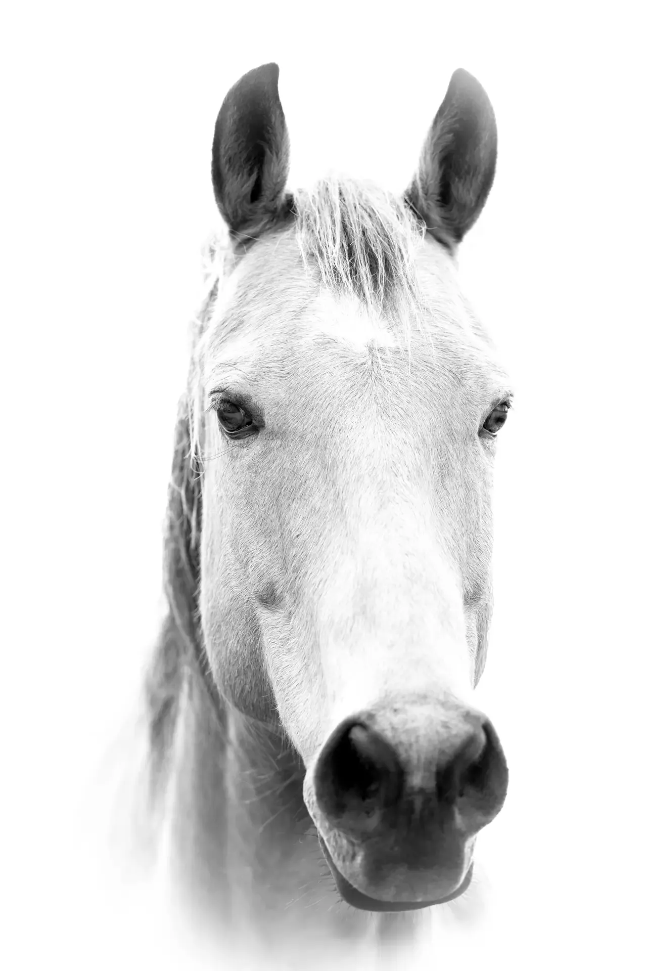 Close-up of a white horse
