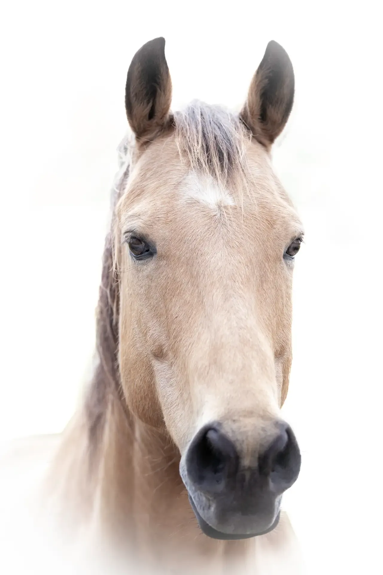 Close-up of a horse's head.