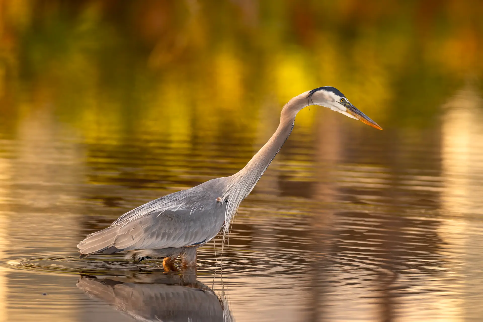 Blue Heron standing in water