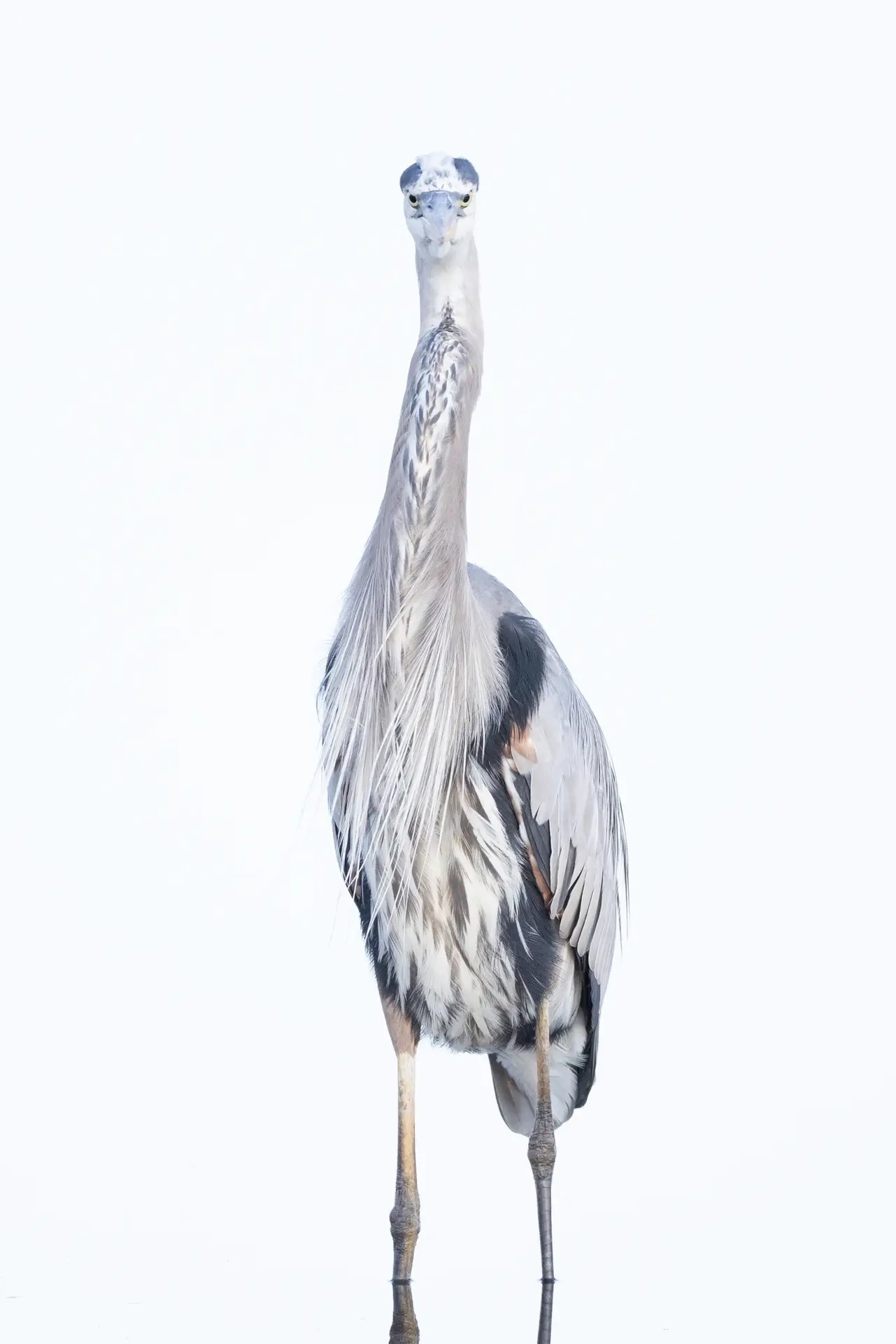 Blue Heron standing in water