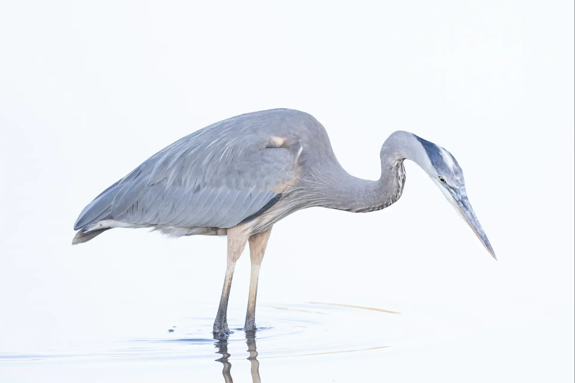 Blue Heron standing in water