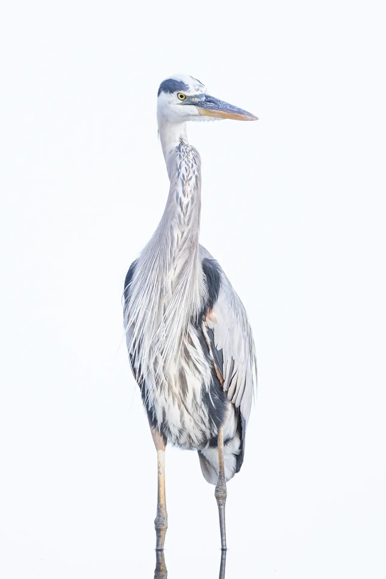 Elegant heron against white background