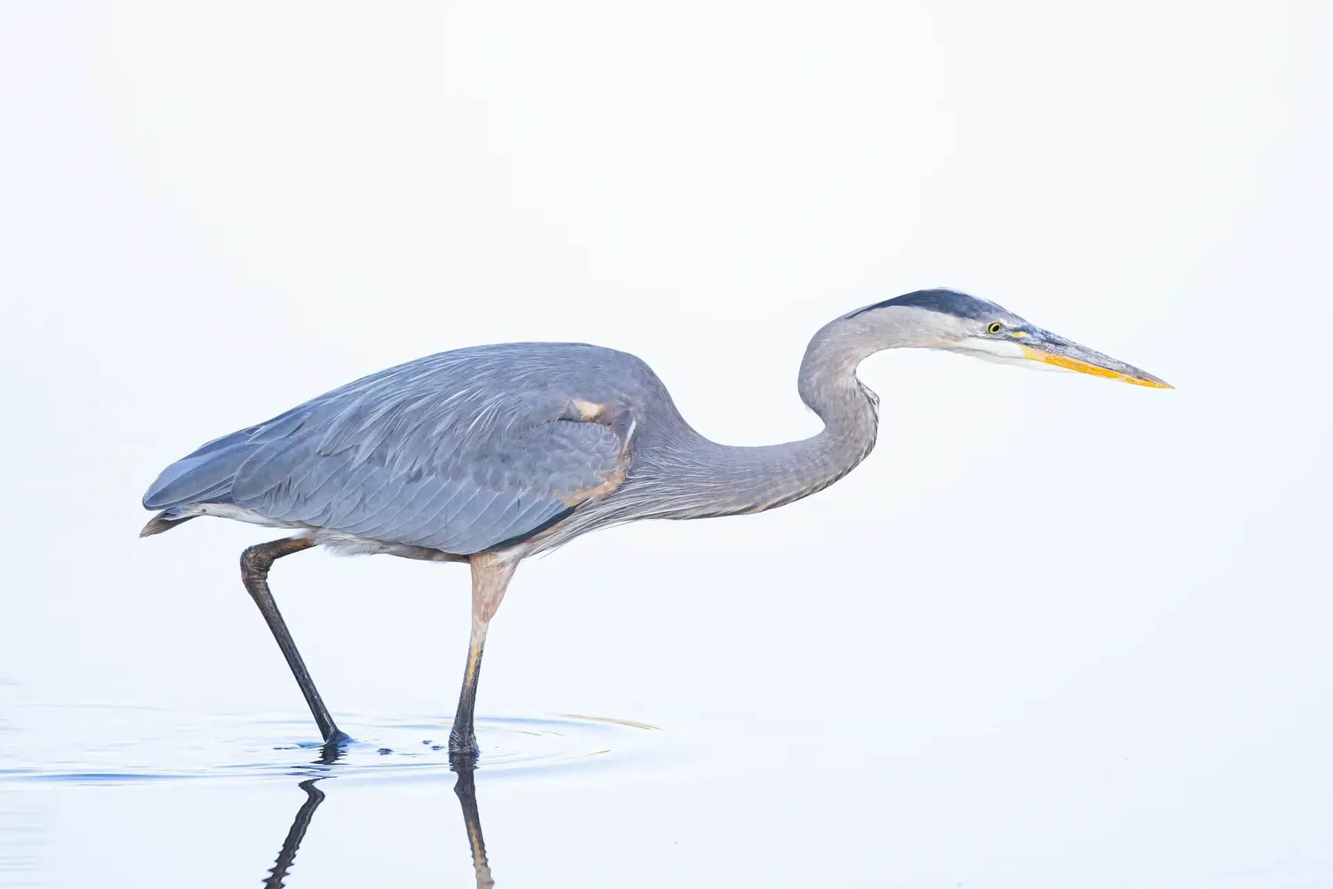 Blue Heron in water