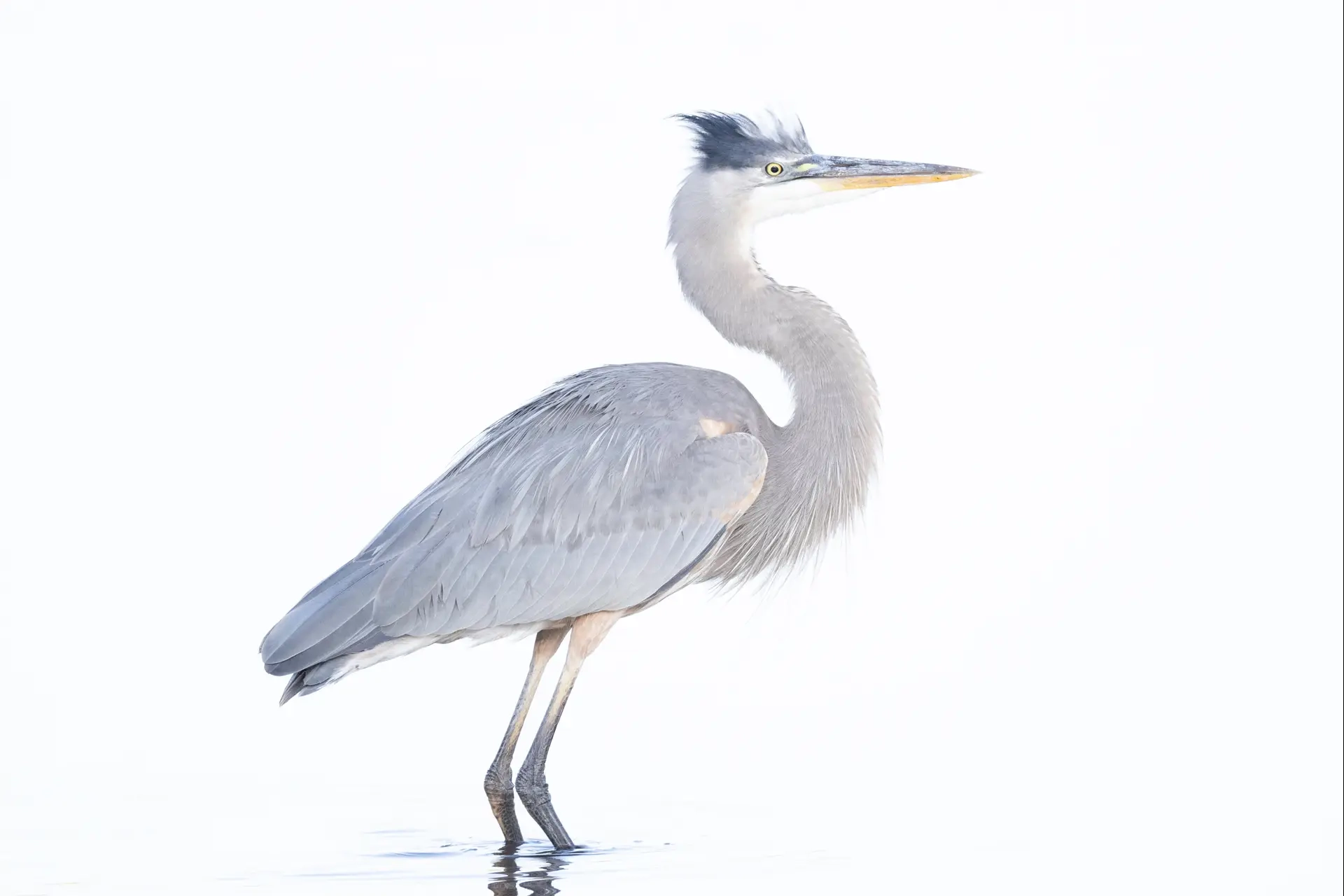 Blue Heron in water