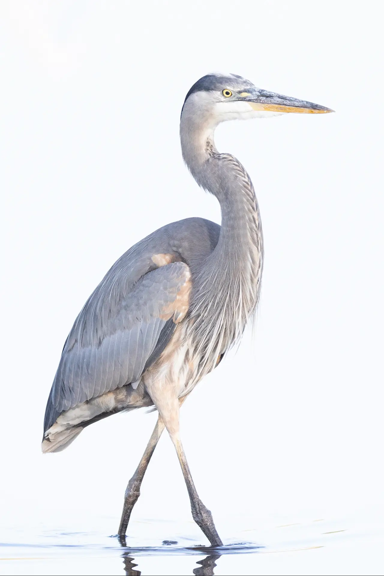 Blue Heron in water