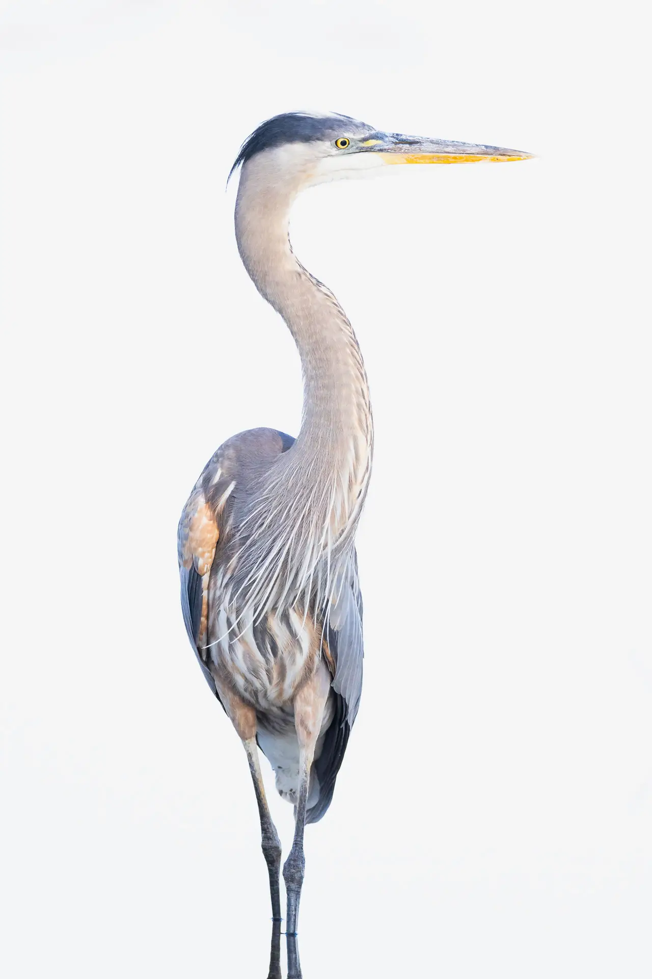 A tall heron standing on one leg with a white background.