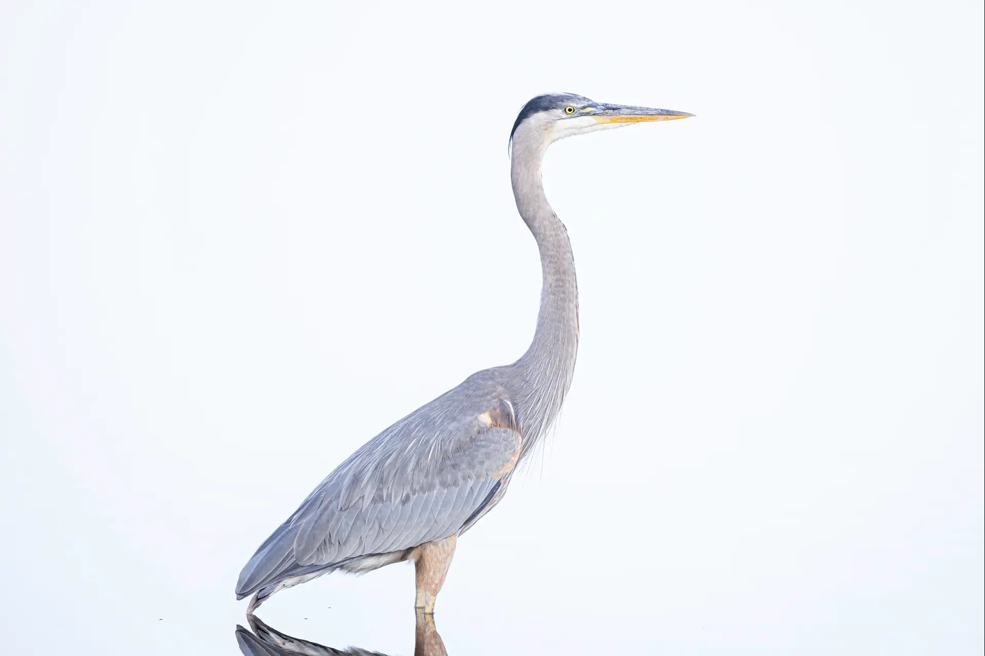 A grey heron standing gracefully against a white background.
