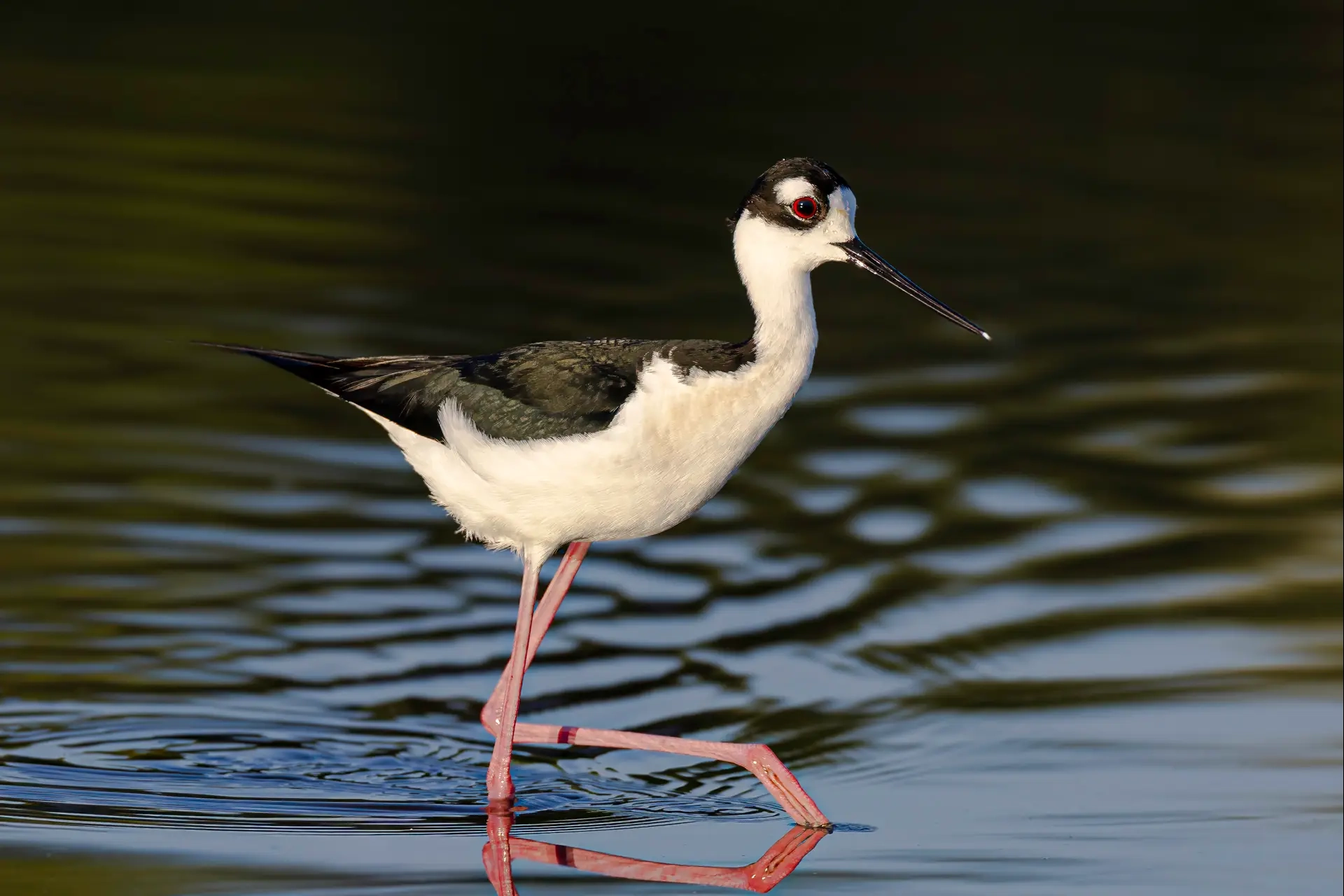 Black Necked Stilt in water