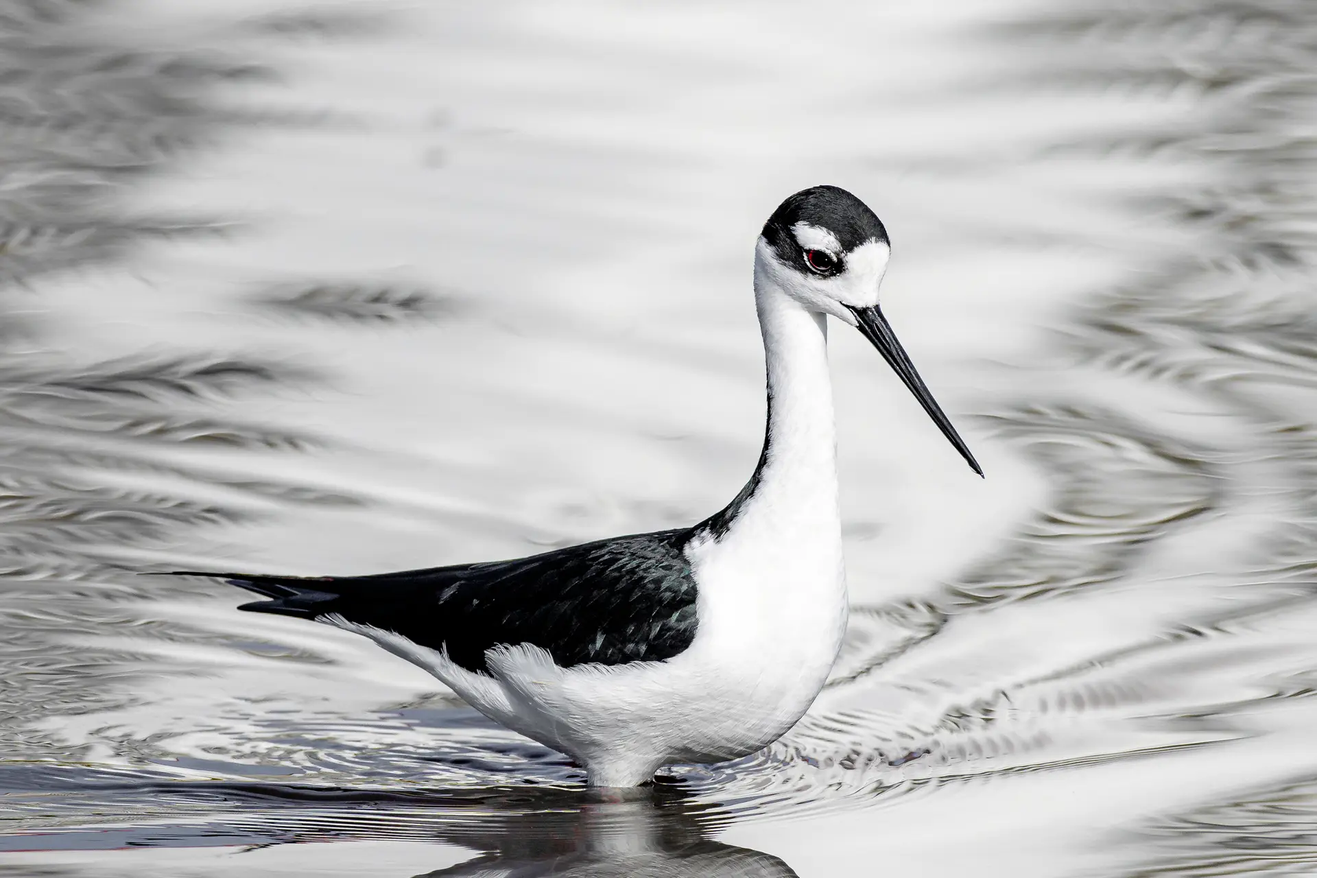 Black Necked Stilt in water