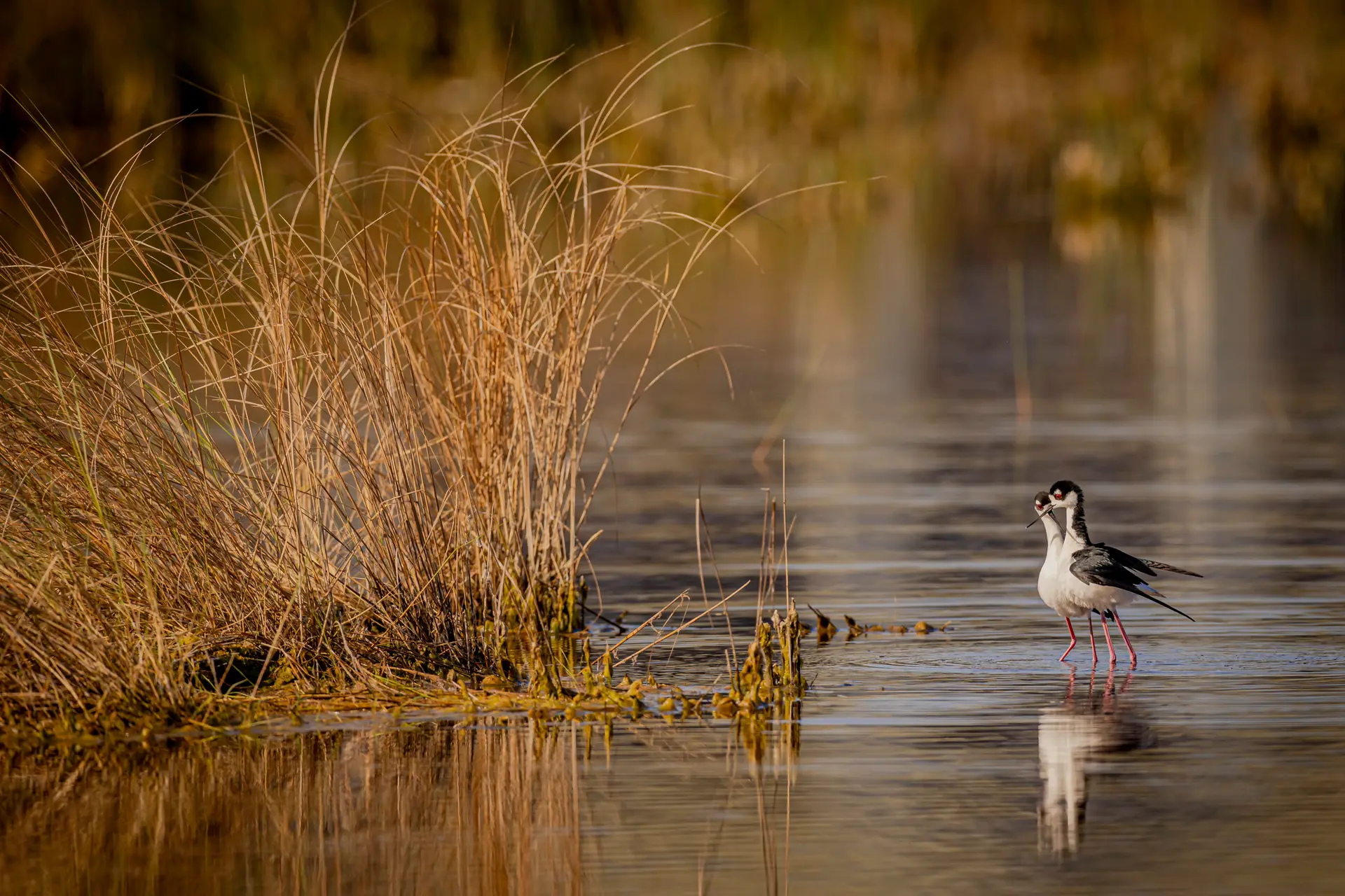 Black Necked Stilt in water