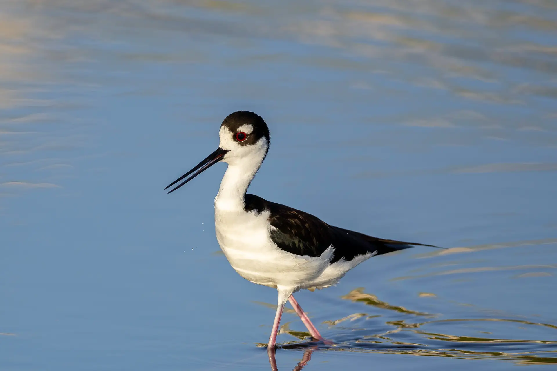 Black Necked Stilt in water