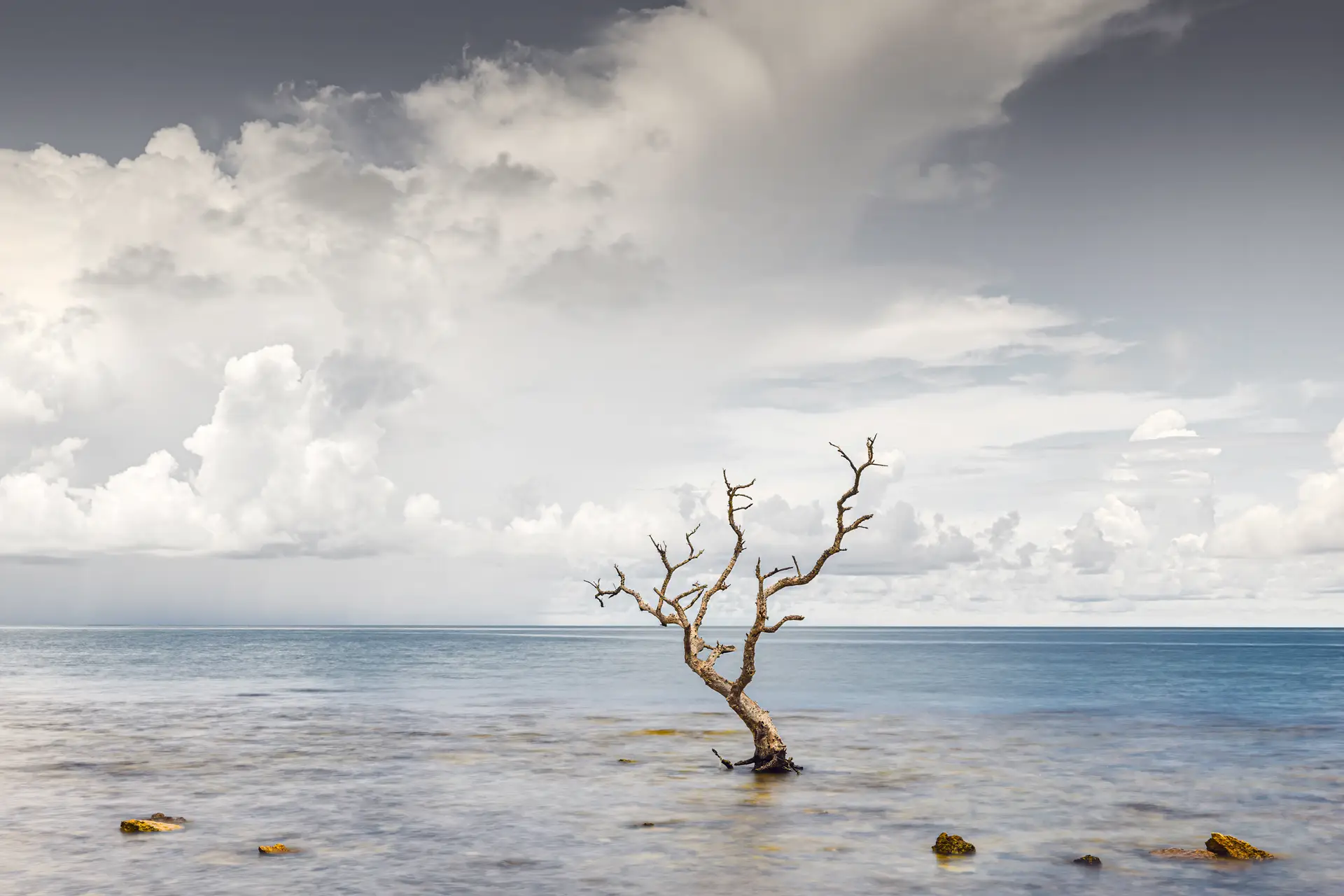 Florida Keys Mangrove