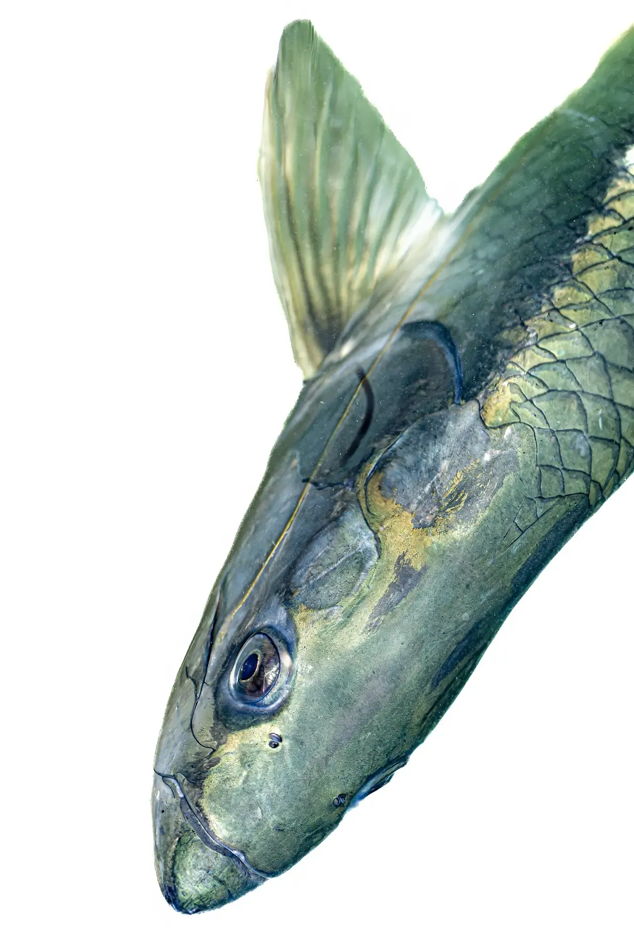 Tarpon