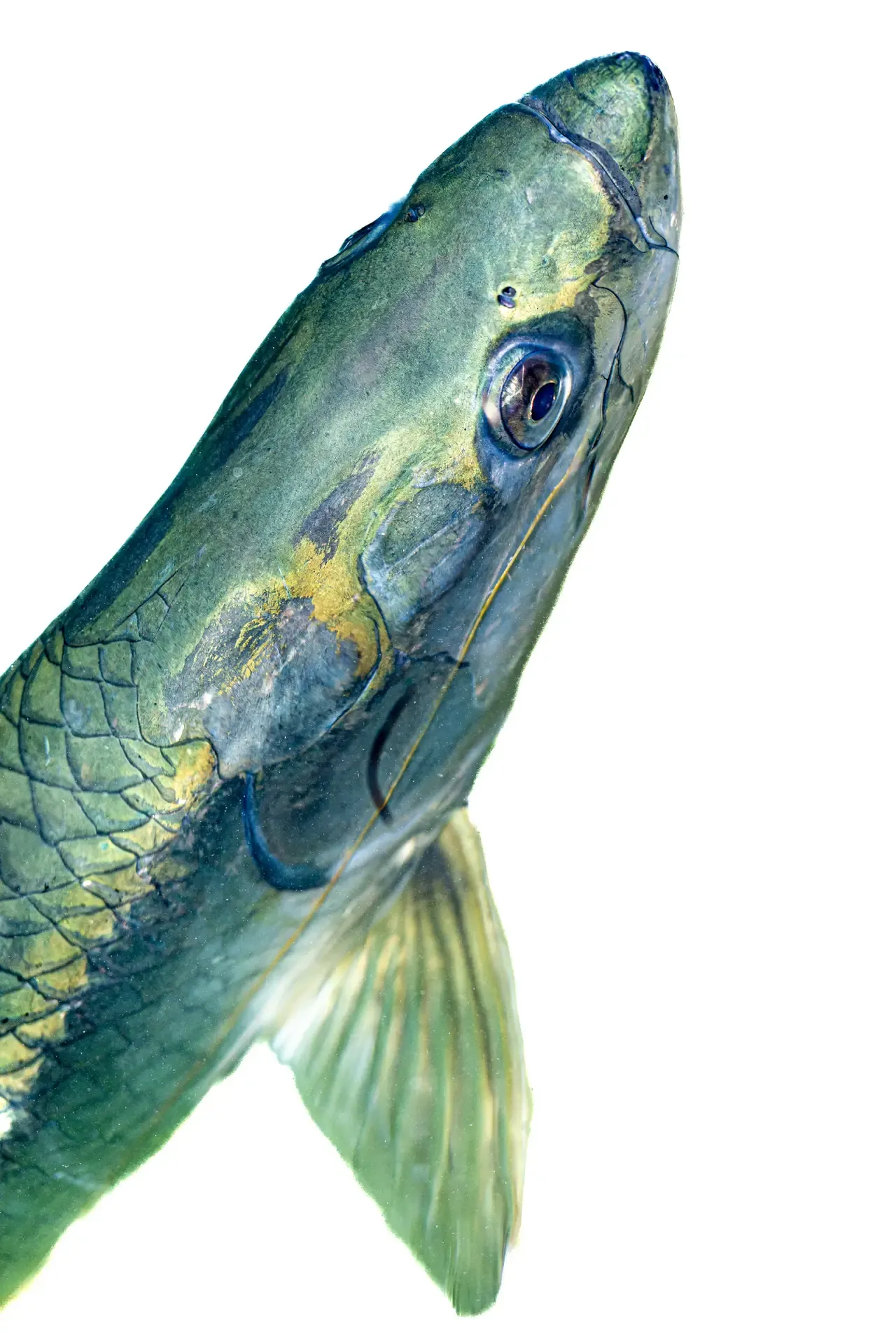 Tarpon