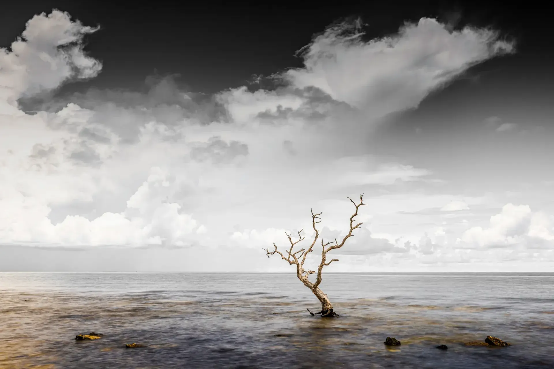 Florida Keys mangrove tree